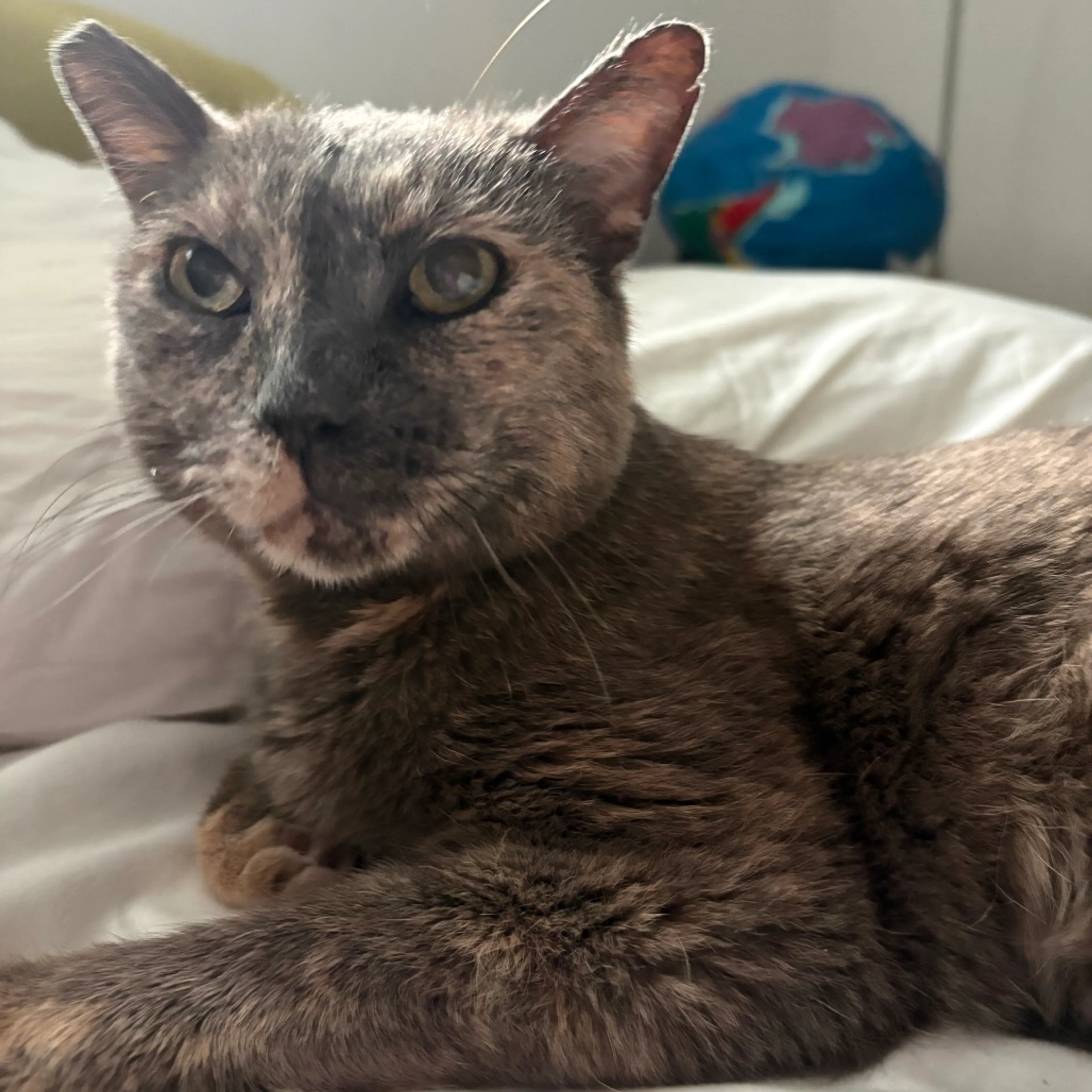 Found pet-3