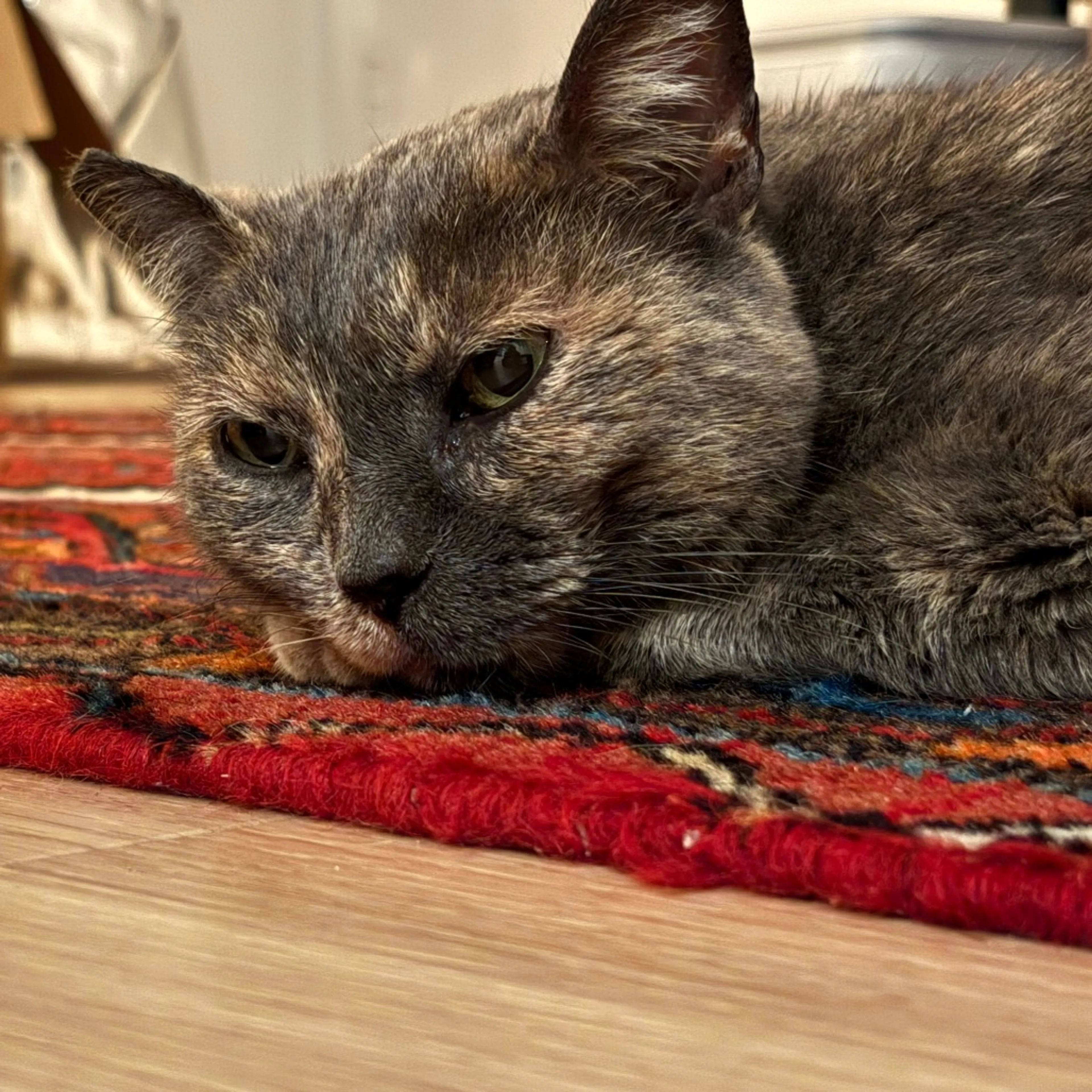 Found pet-1