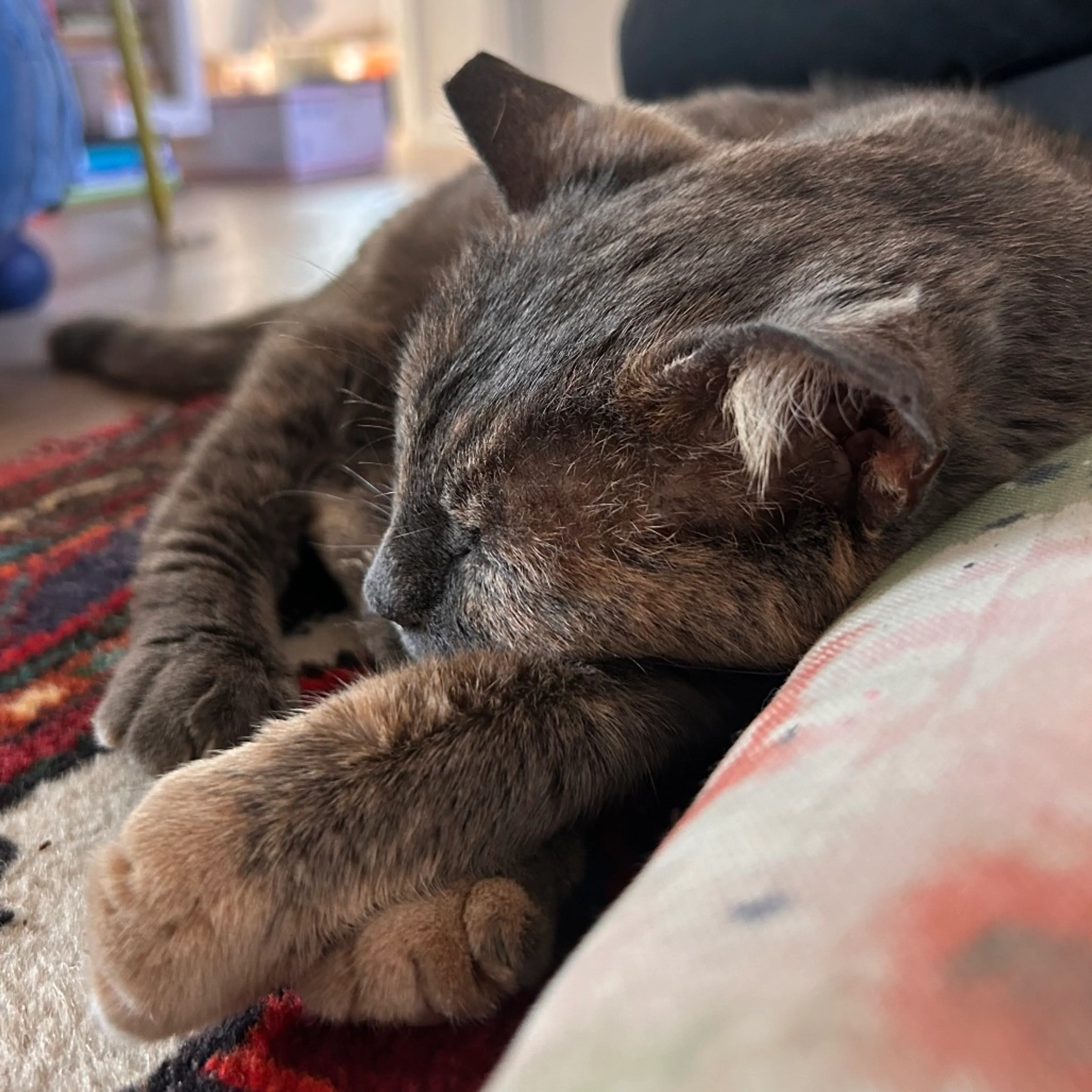 Found pet-4