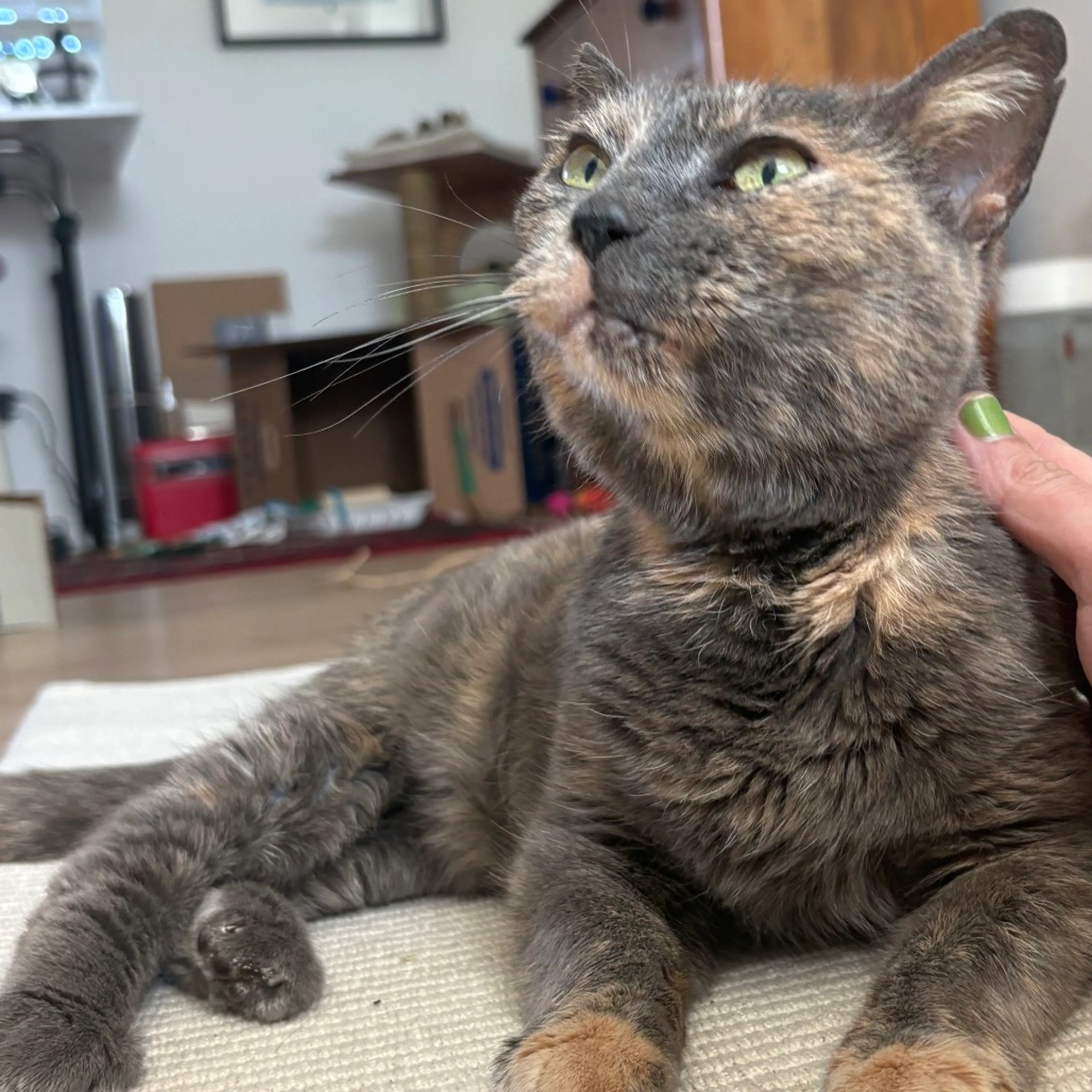 Found pet-2
