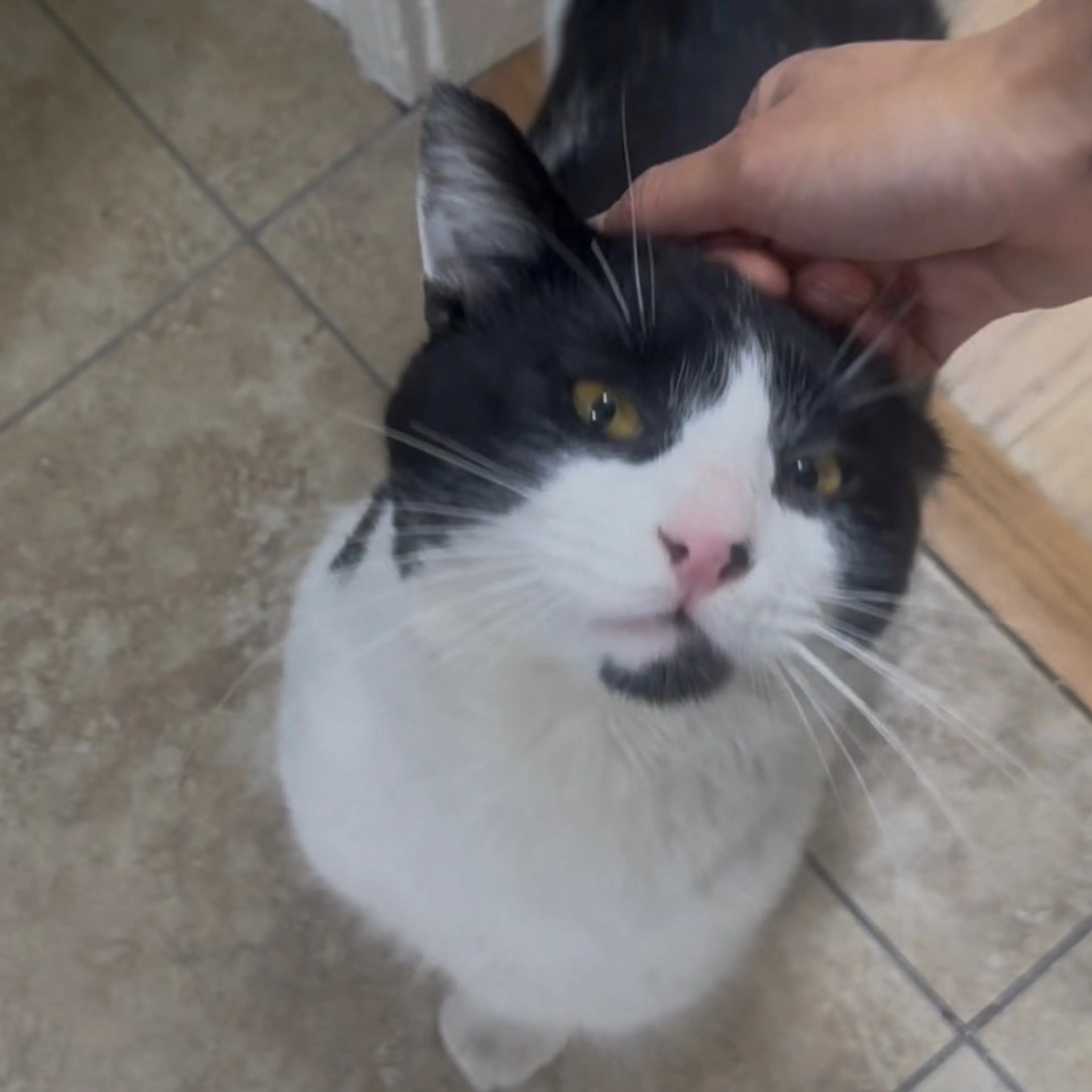 Found pet-0