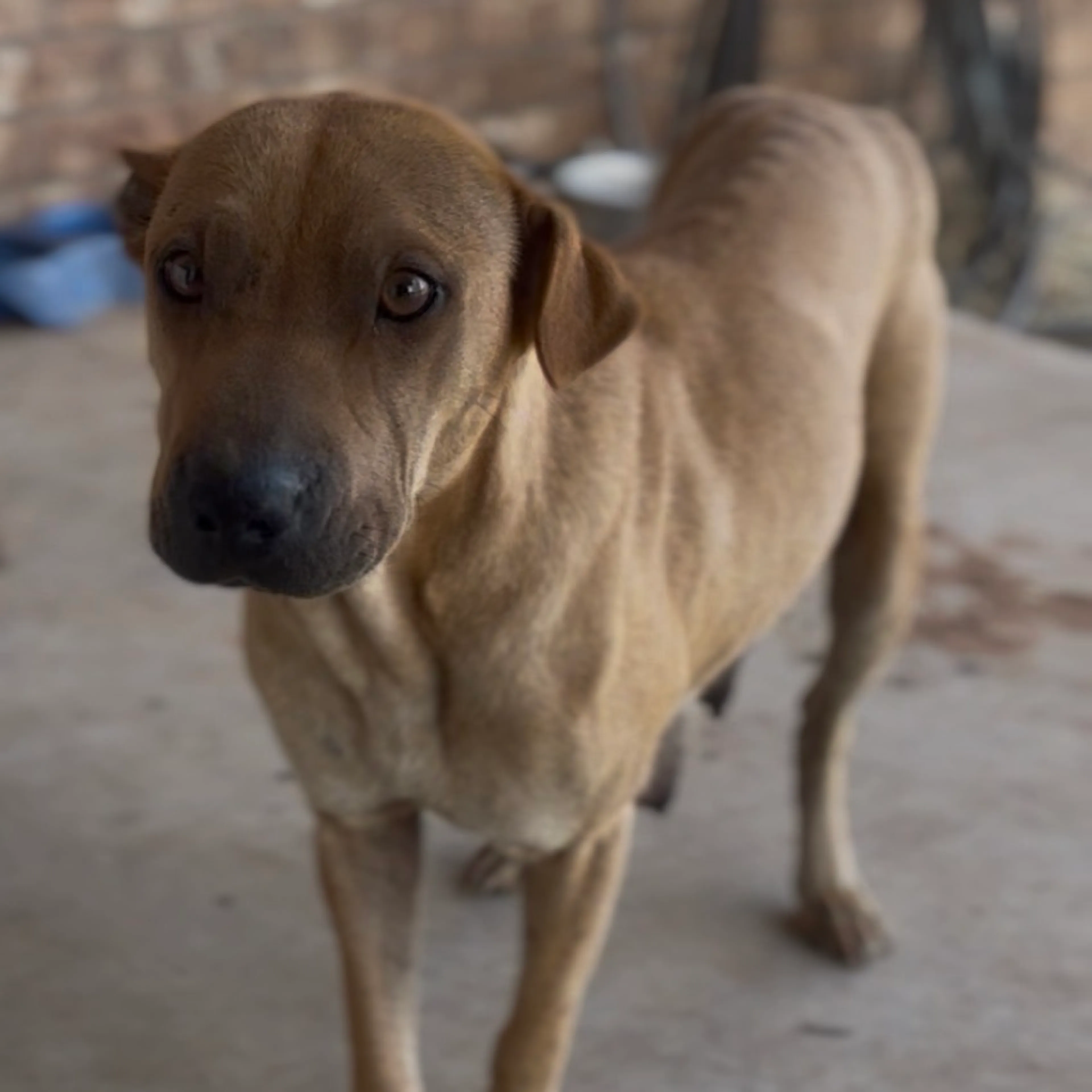 Found pet