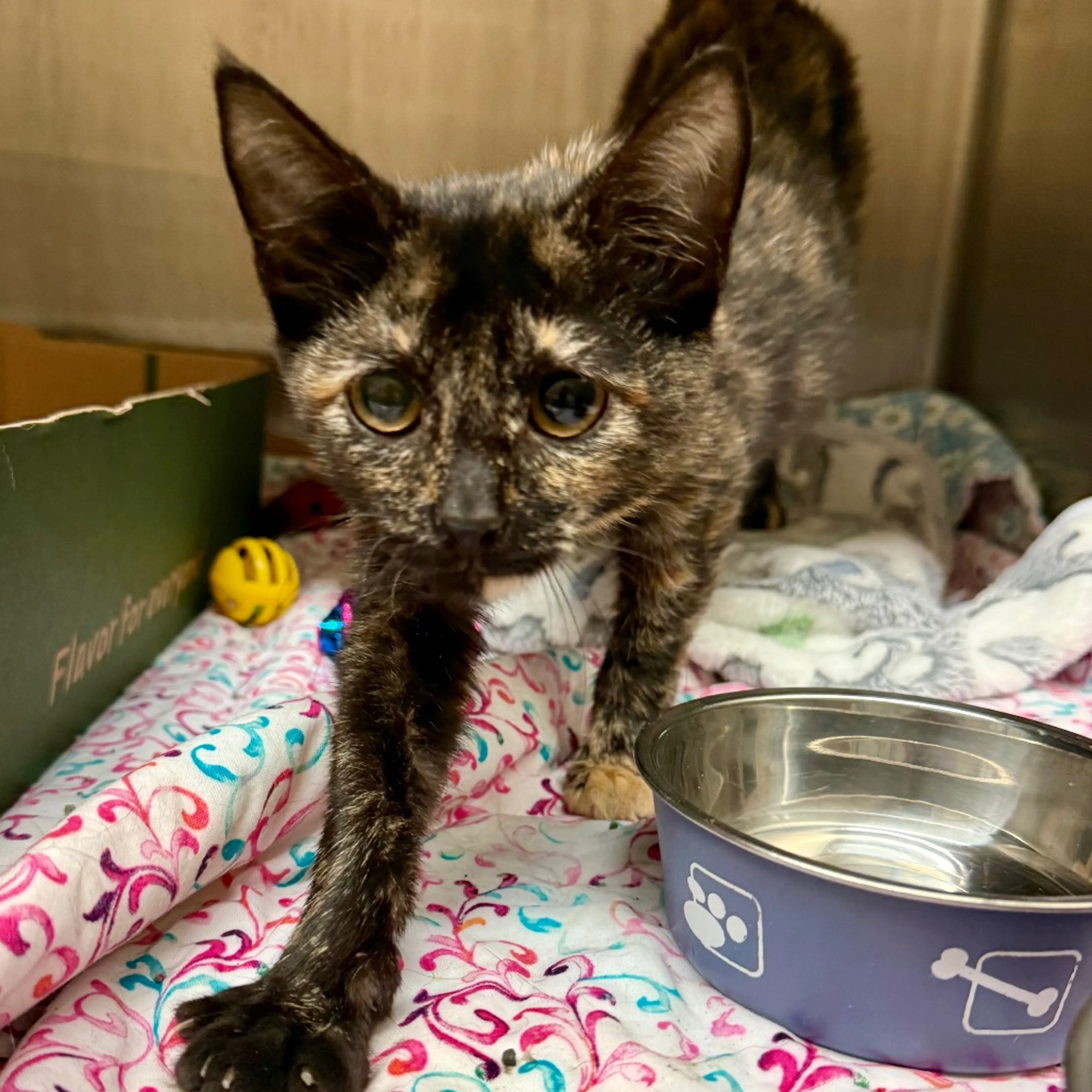 Found pet-2