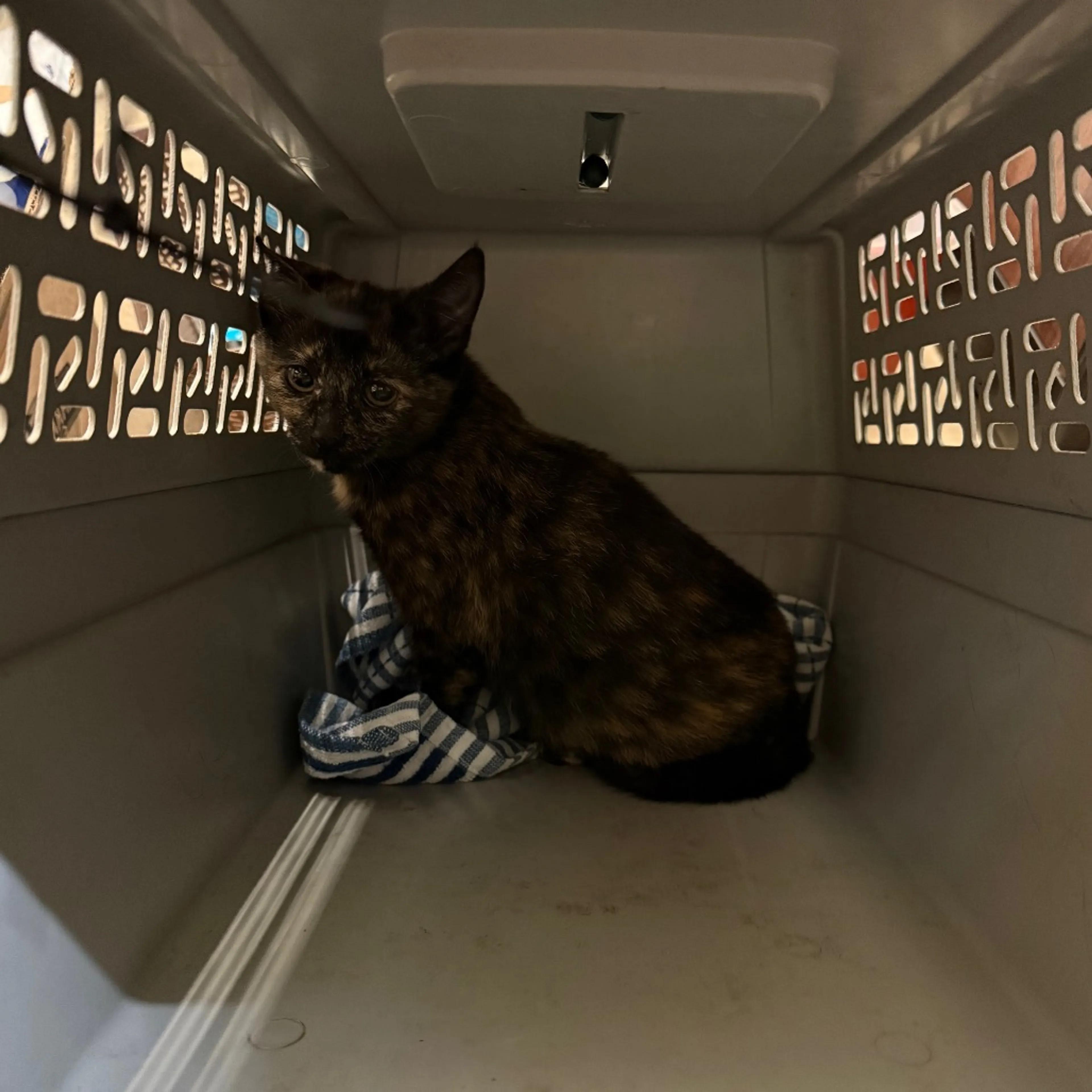Found pet-1