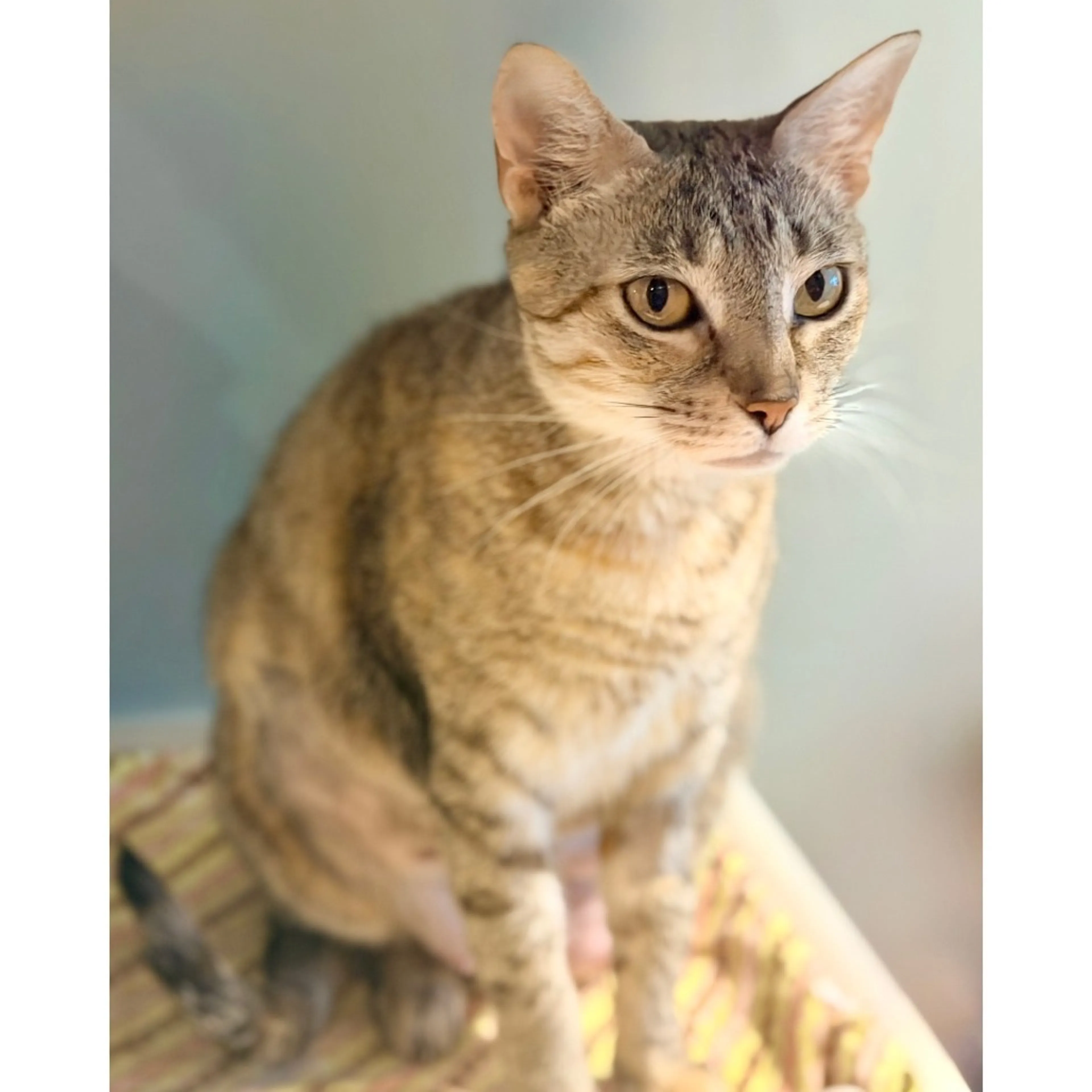 Found pet-14