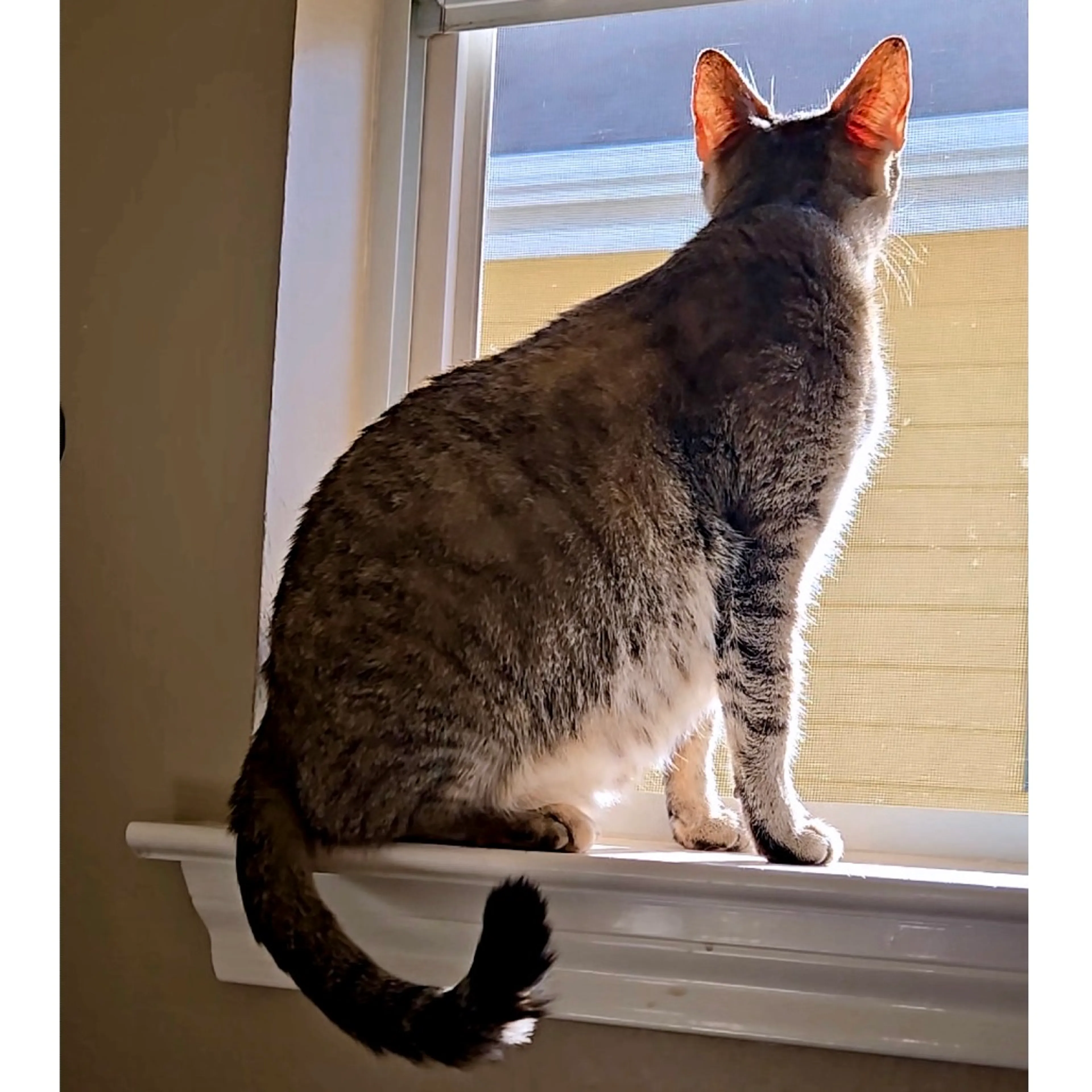 Found pet-7
