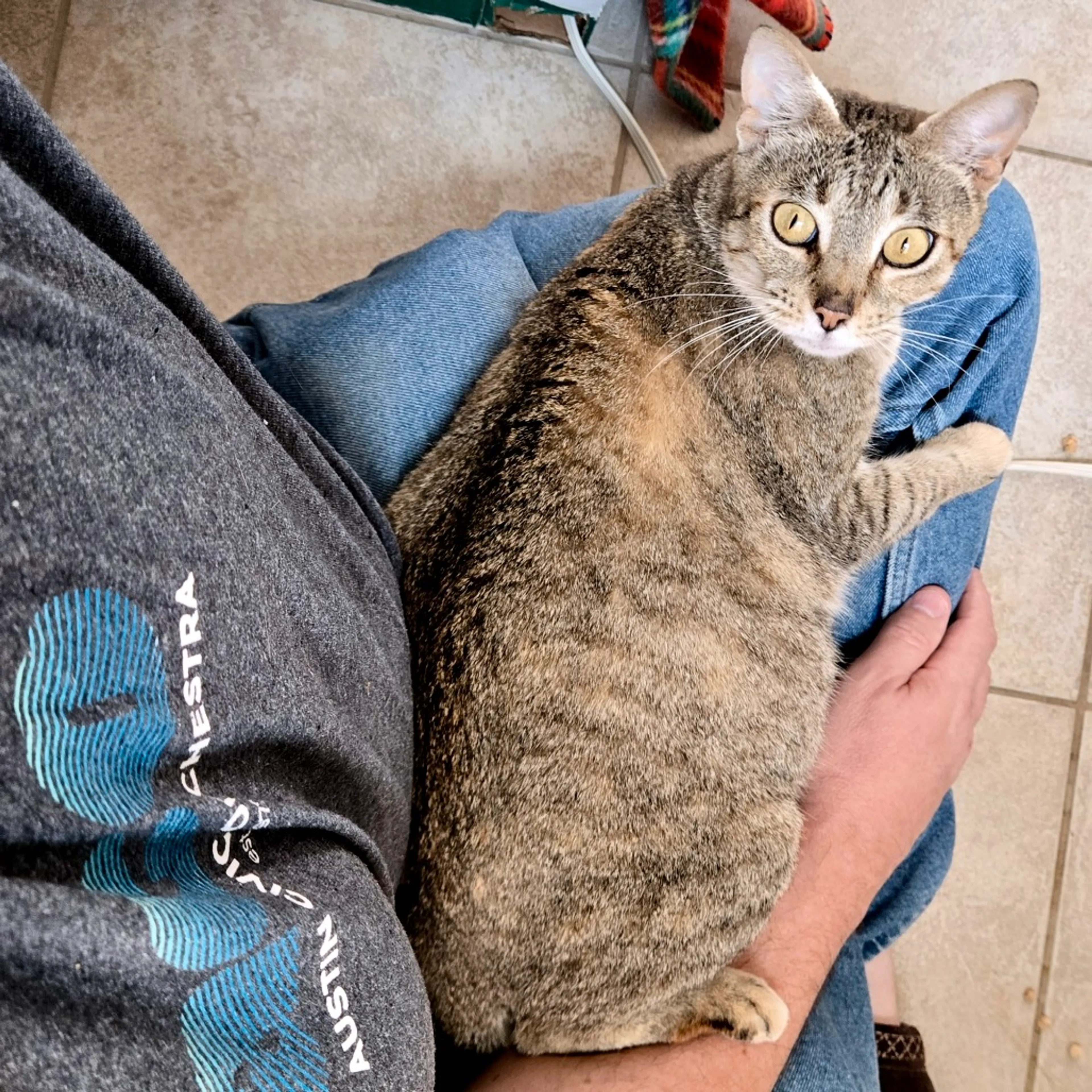 Found pet-0