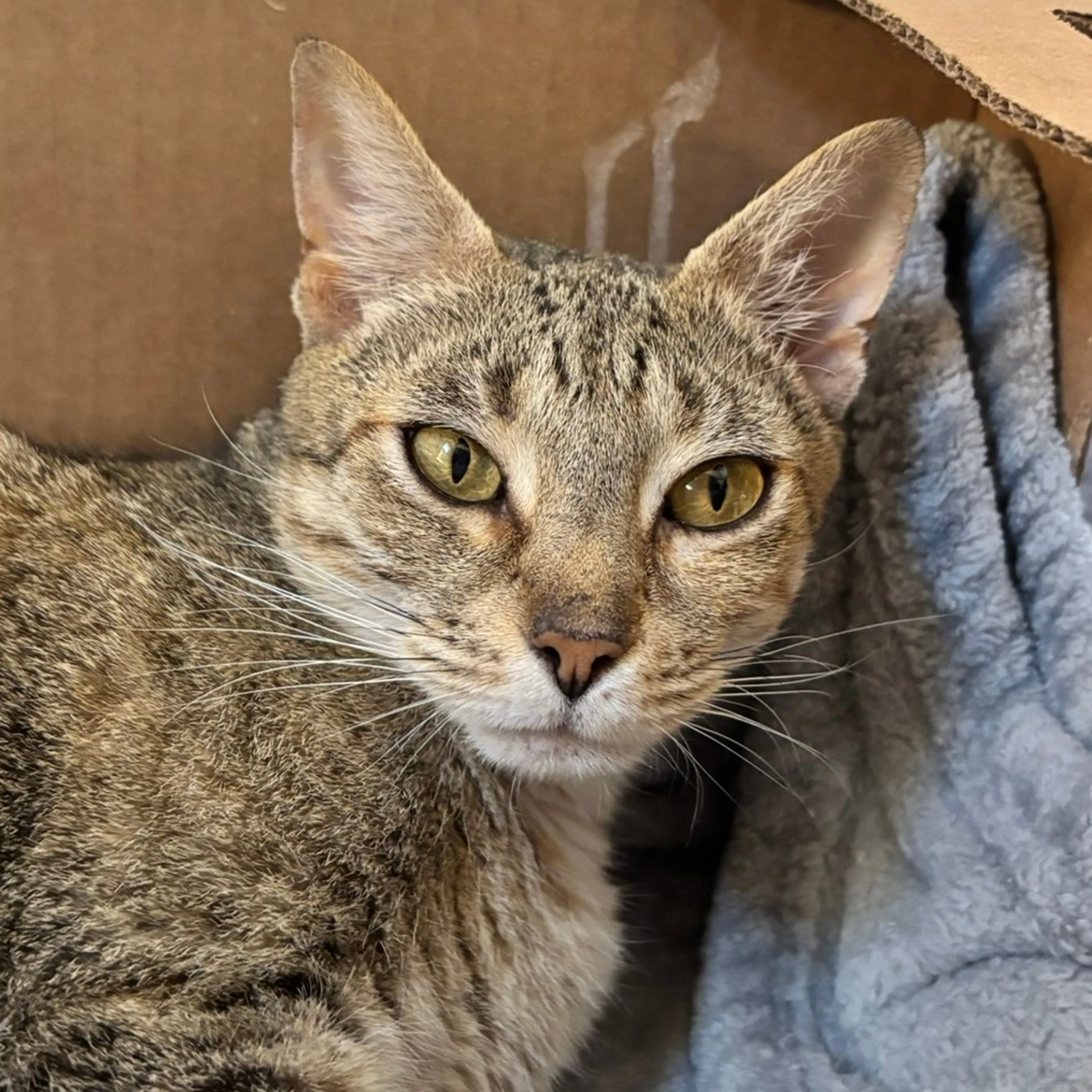 Found pet-2