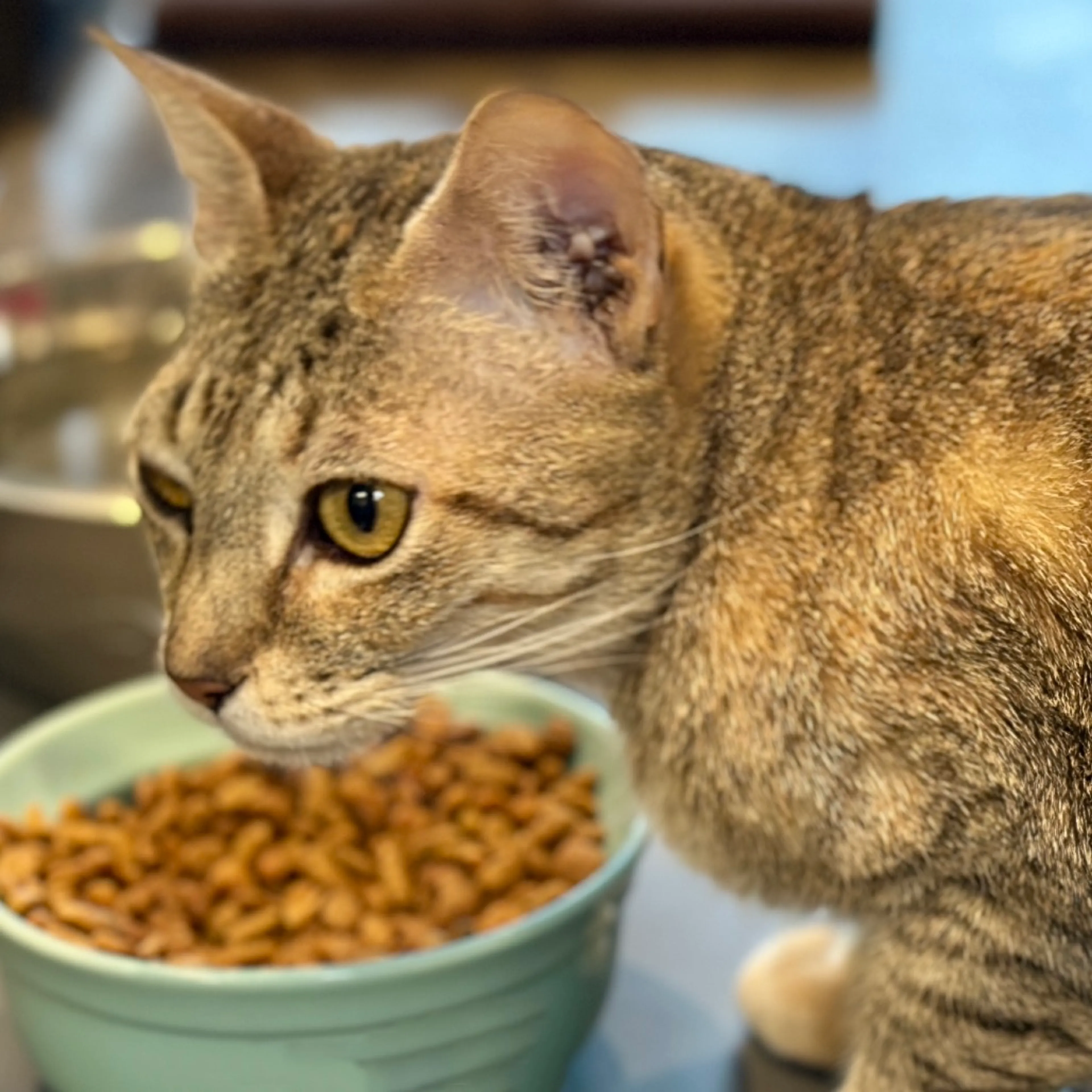 Found pet-3
