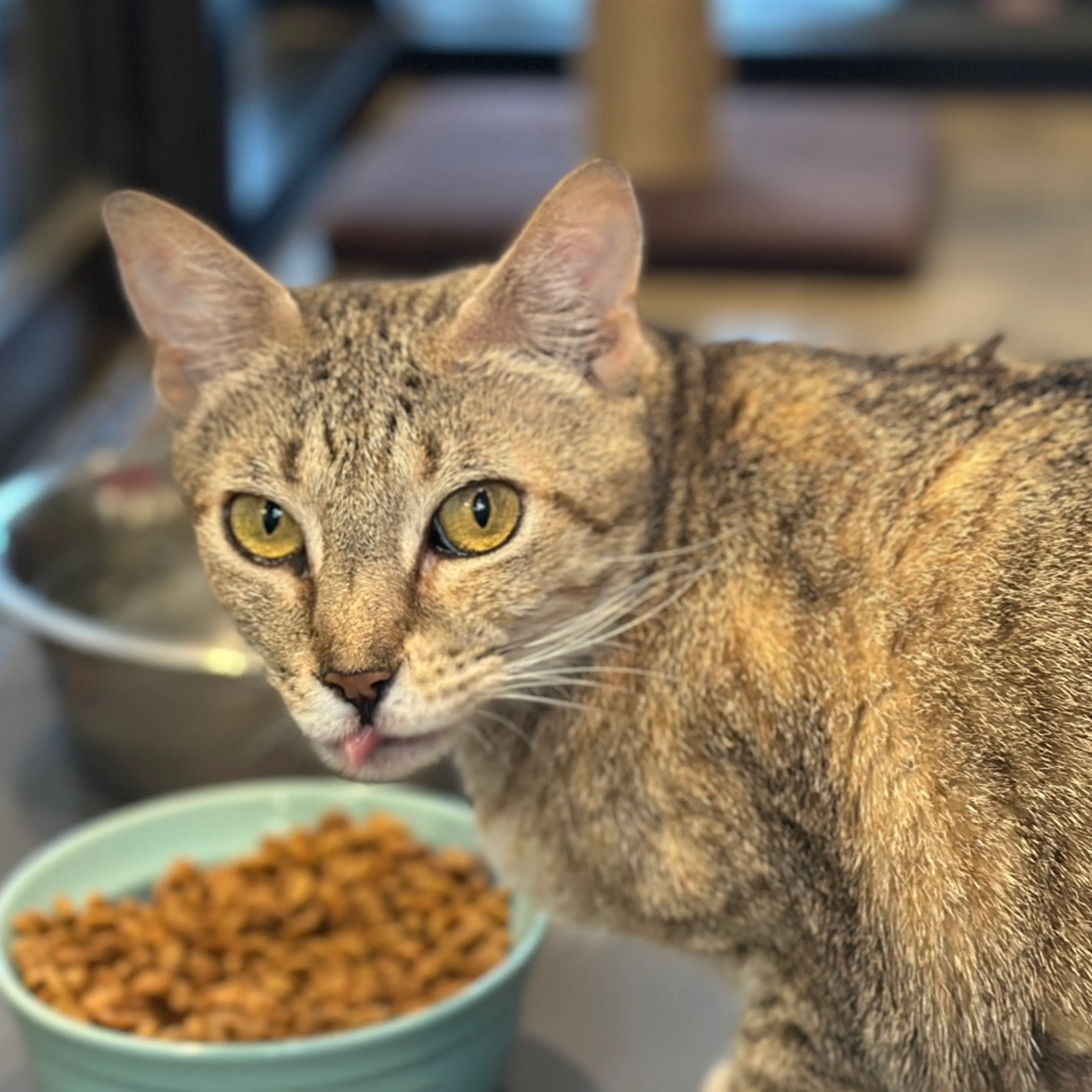 Found pet-4