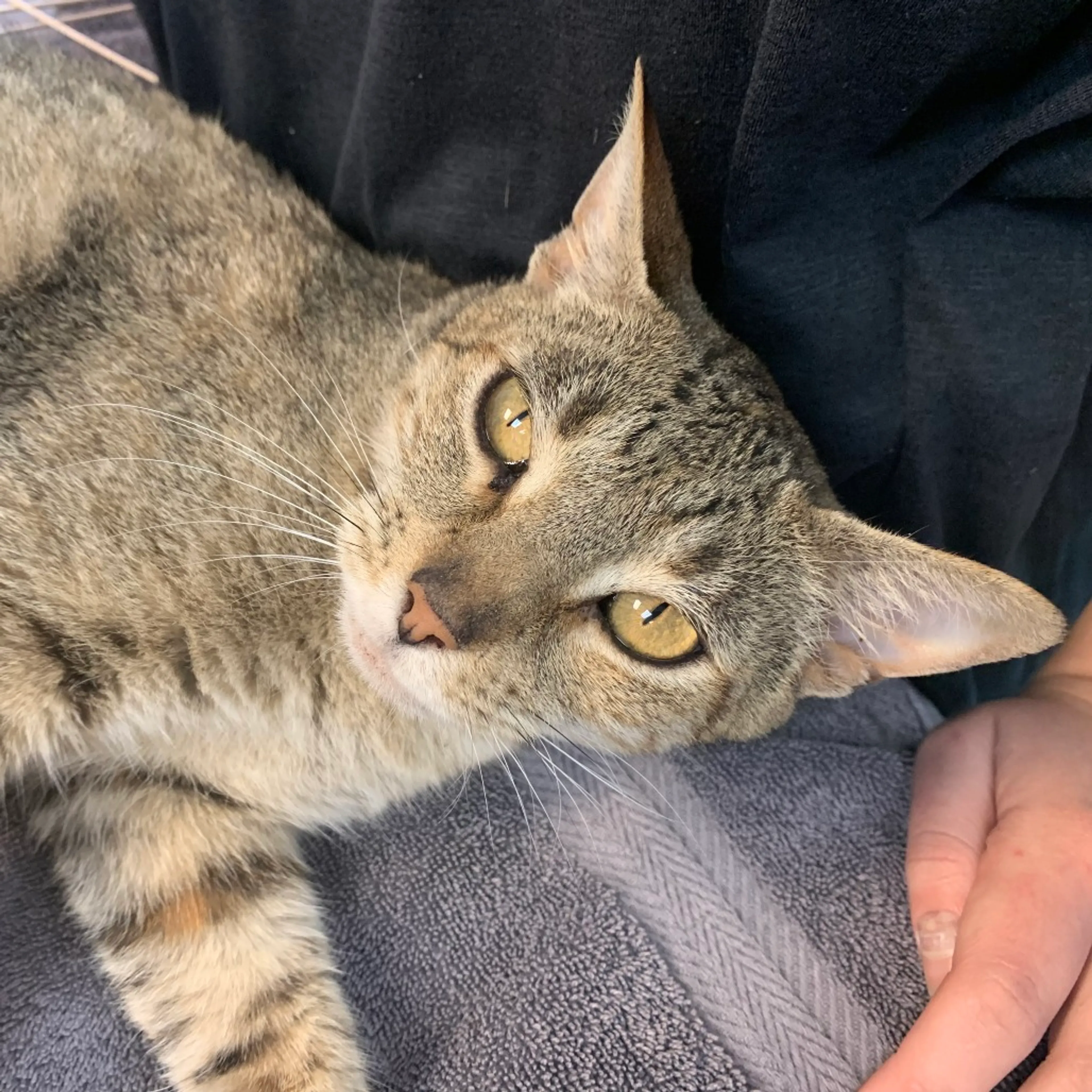 Found pet-1
