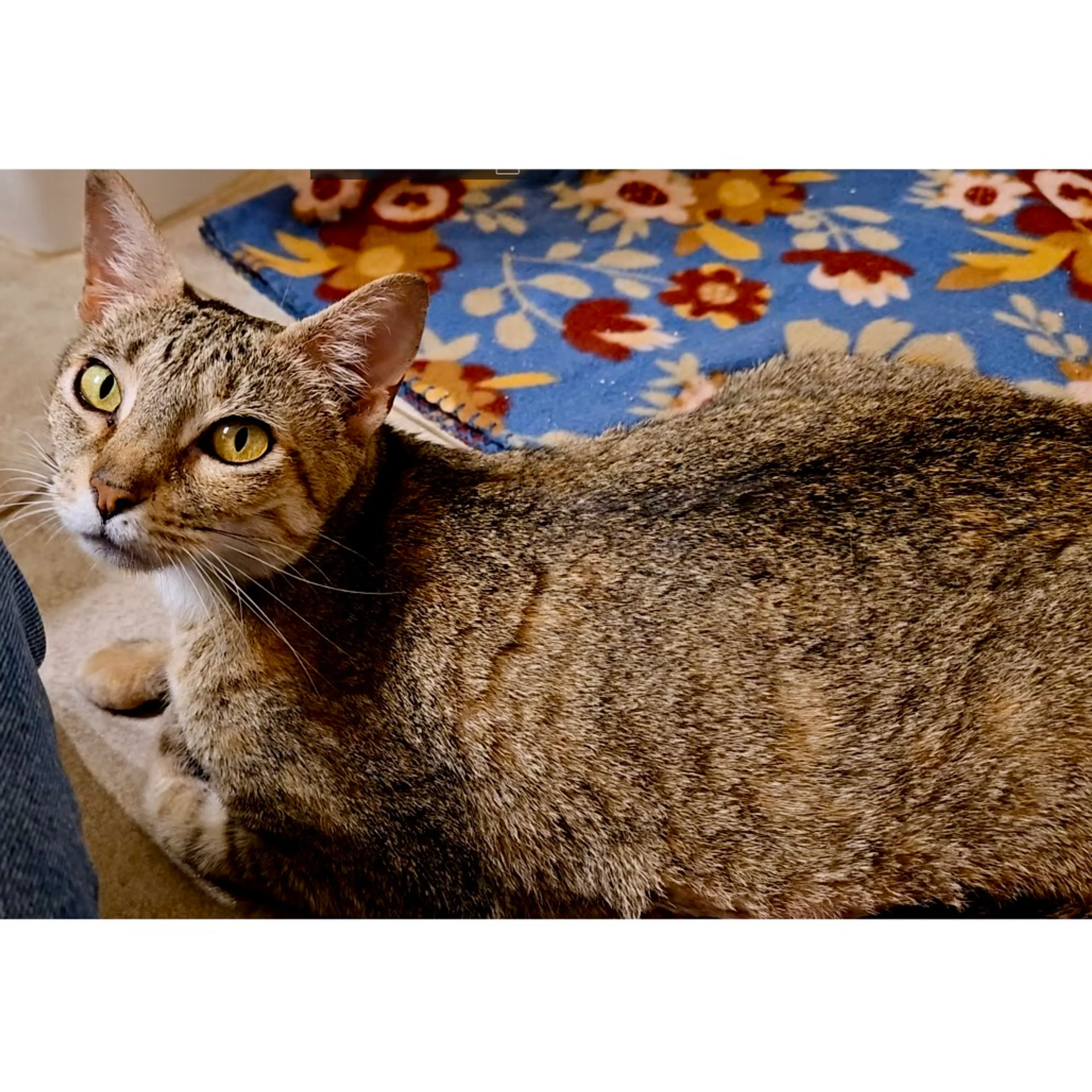 Found pet-6