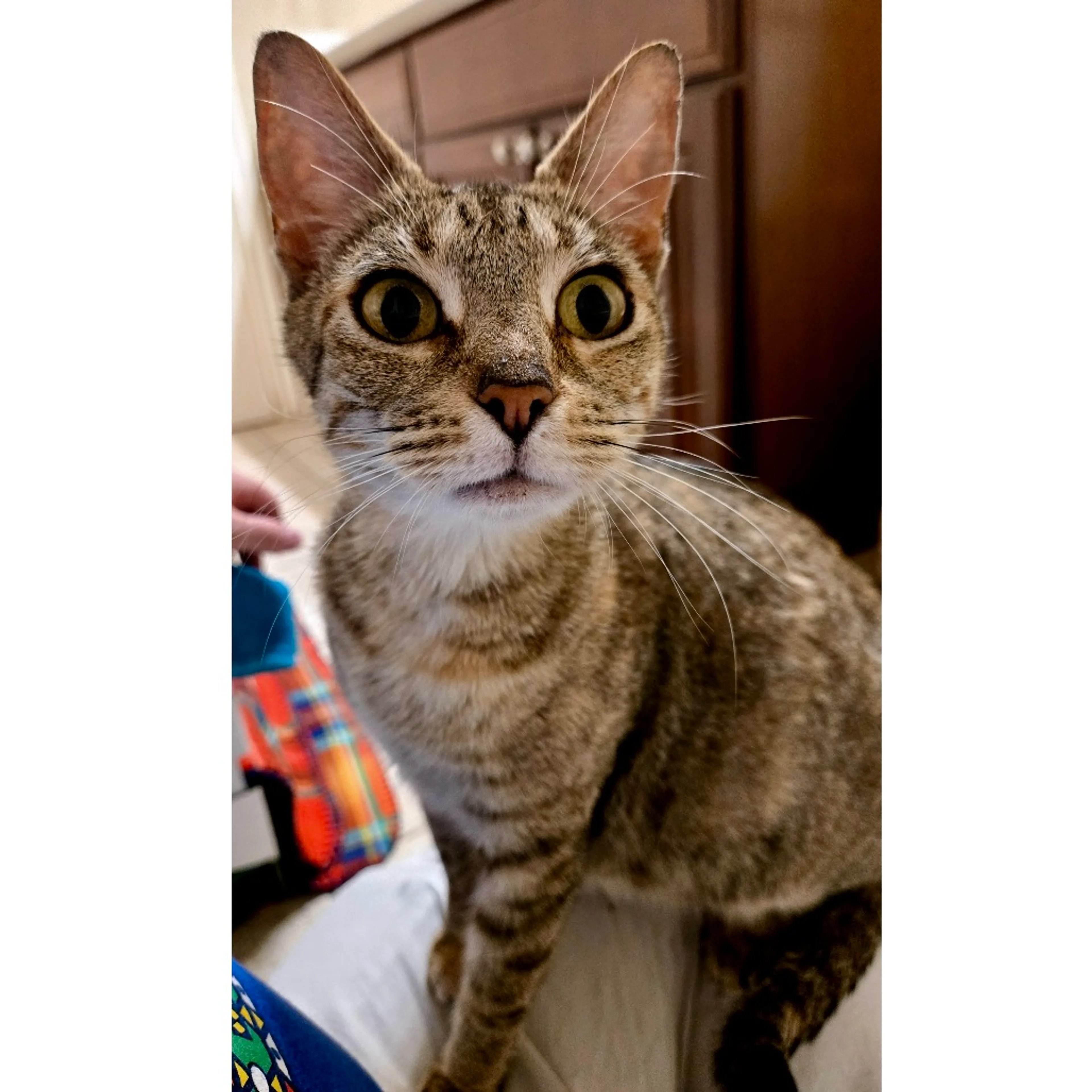 Found pet-5