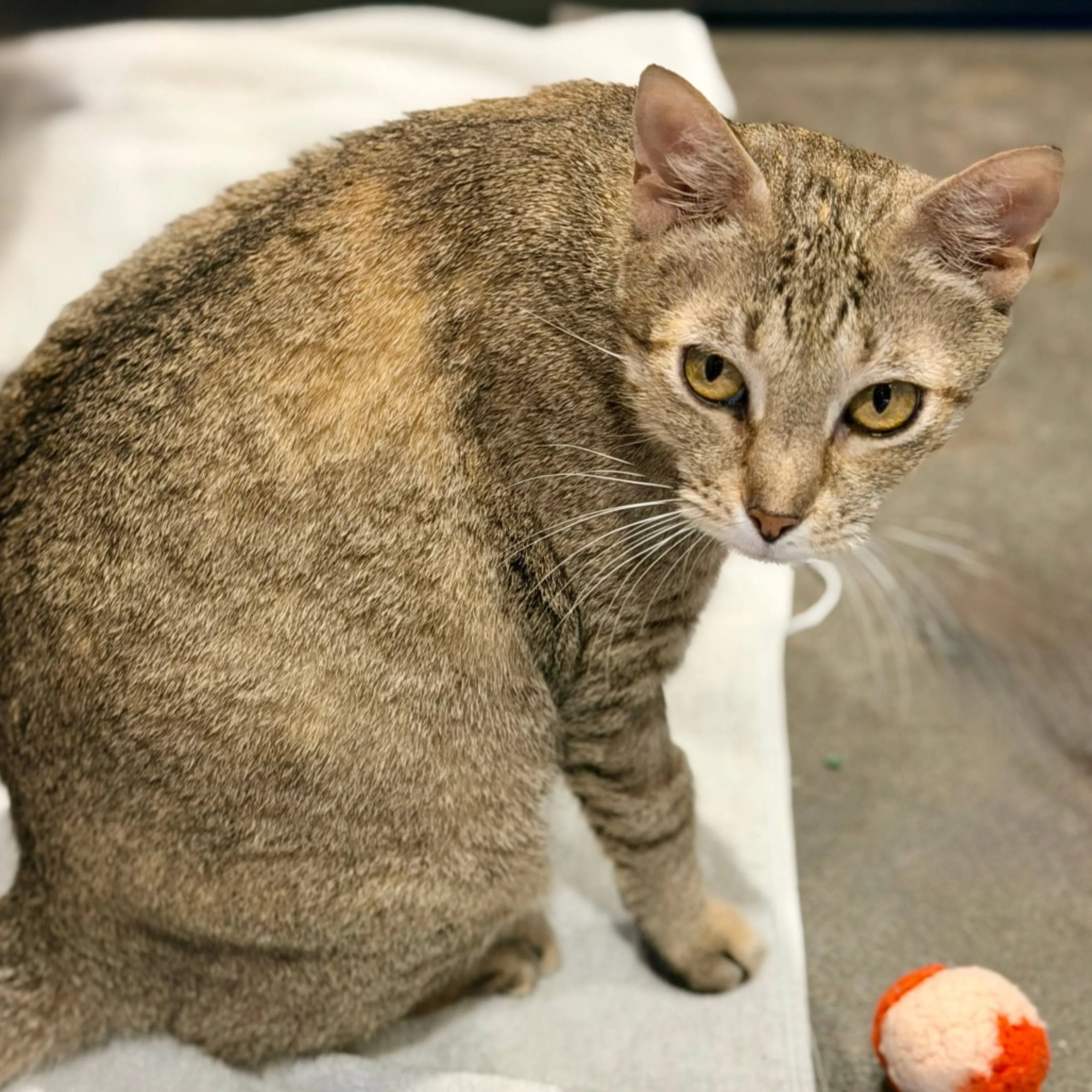 Found pet-13