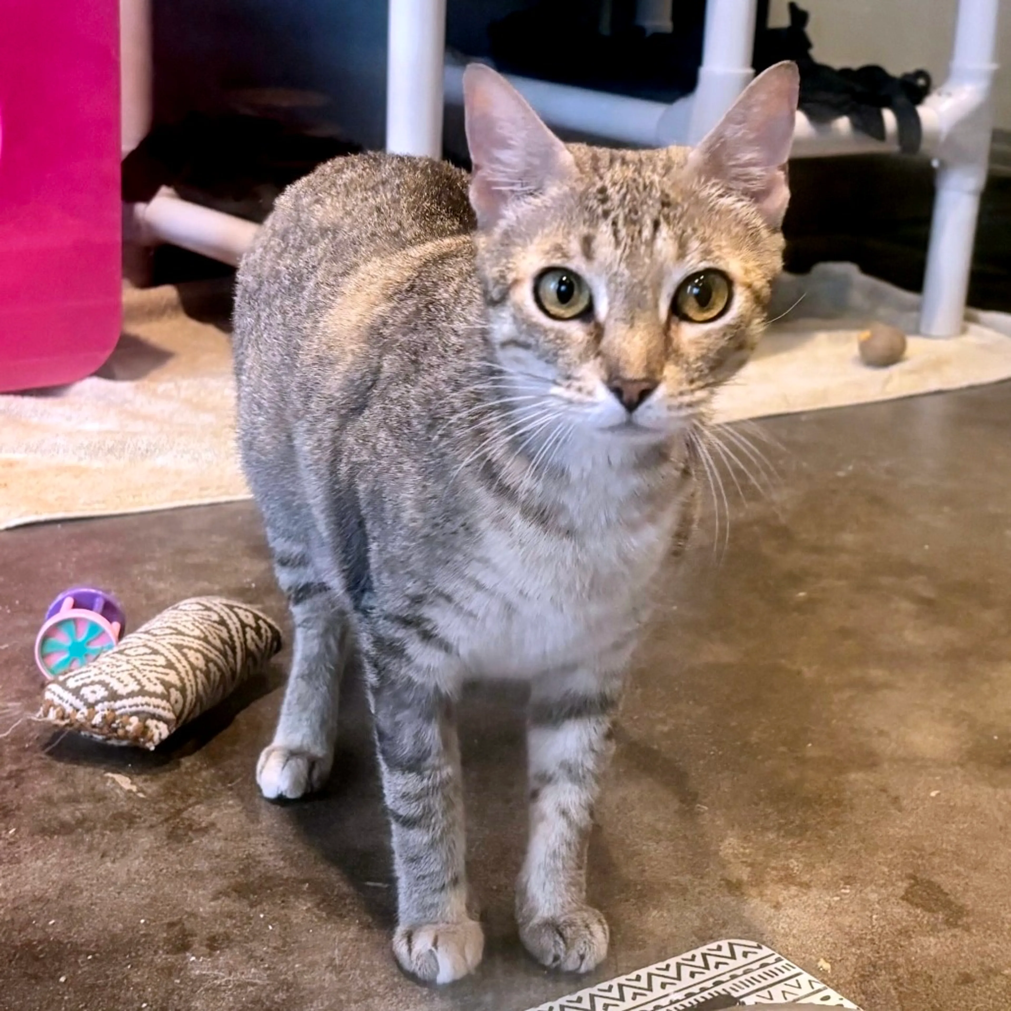 Found pet-8