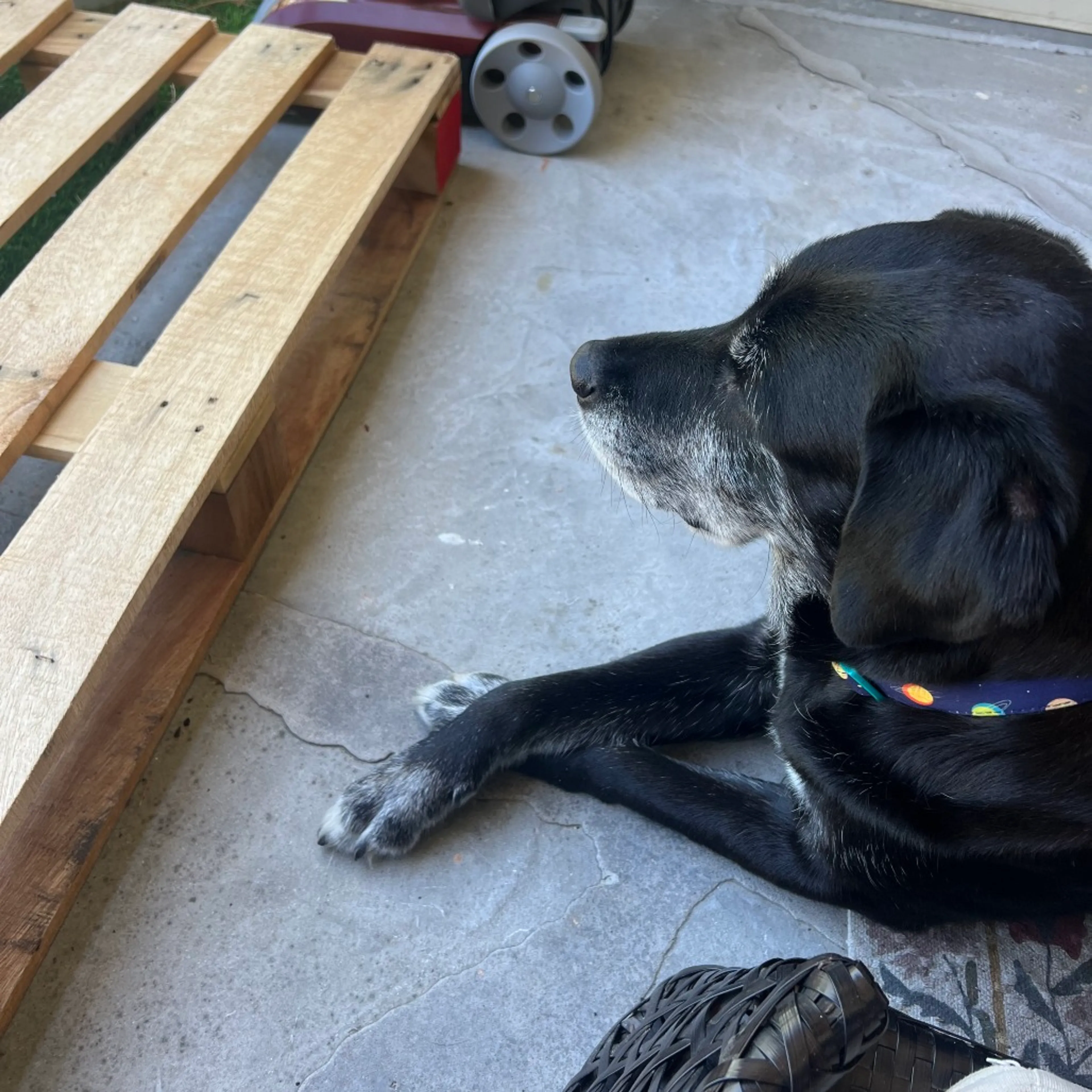 Found pet-9