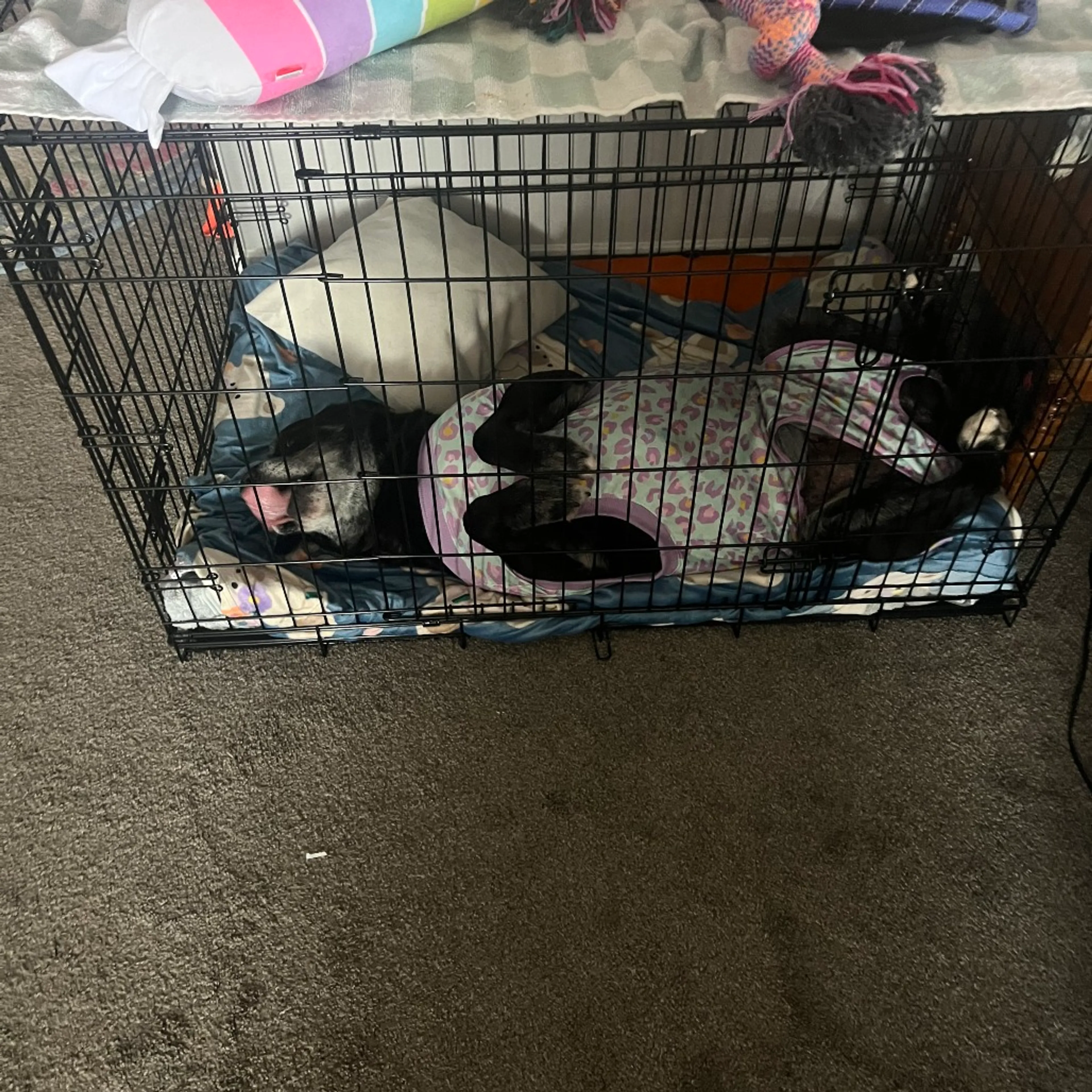 Found pet-6