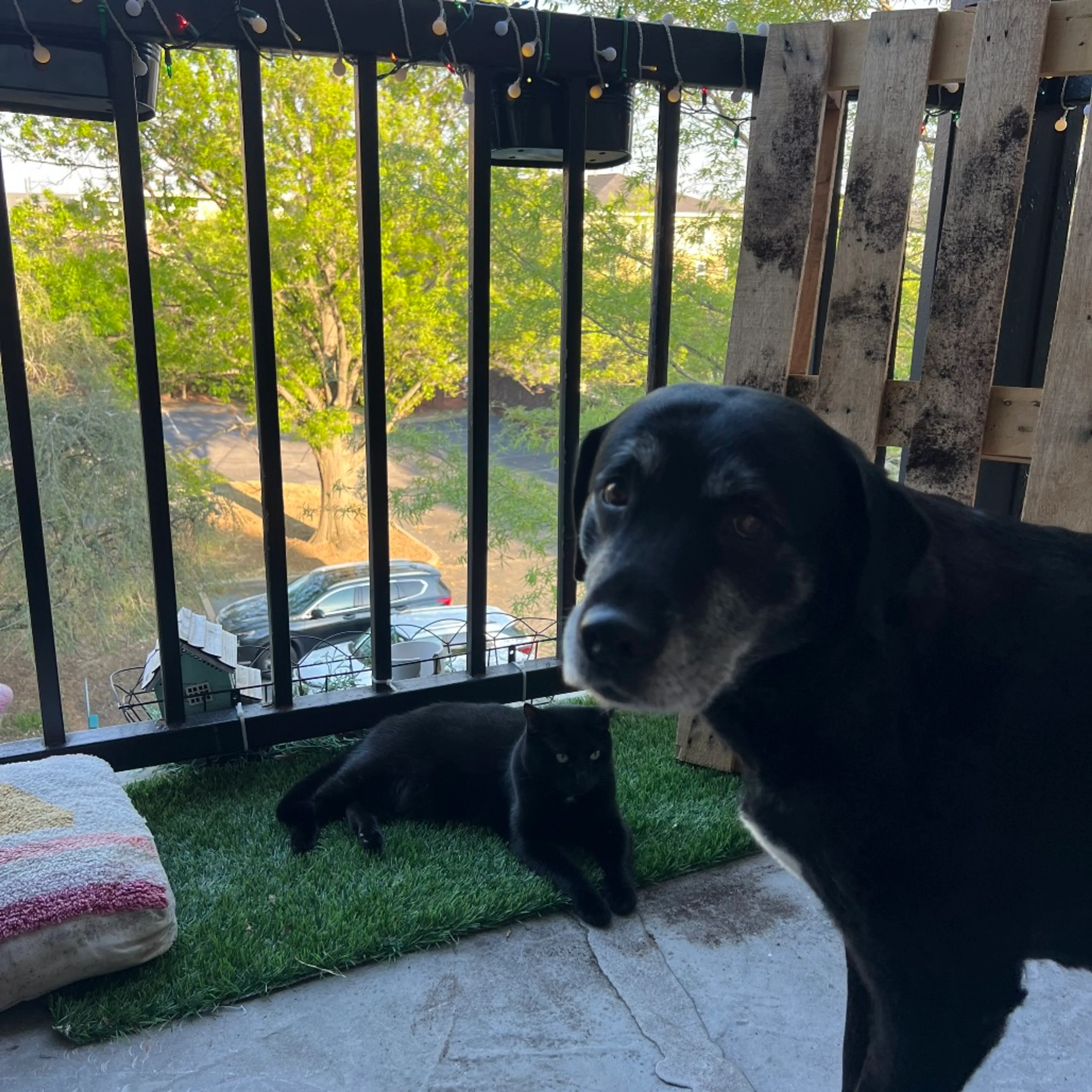 Found pet-10