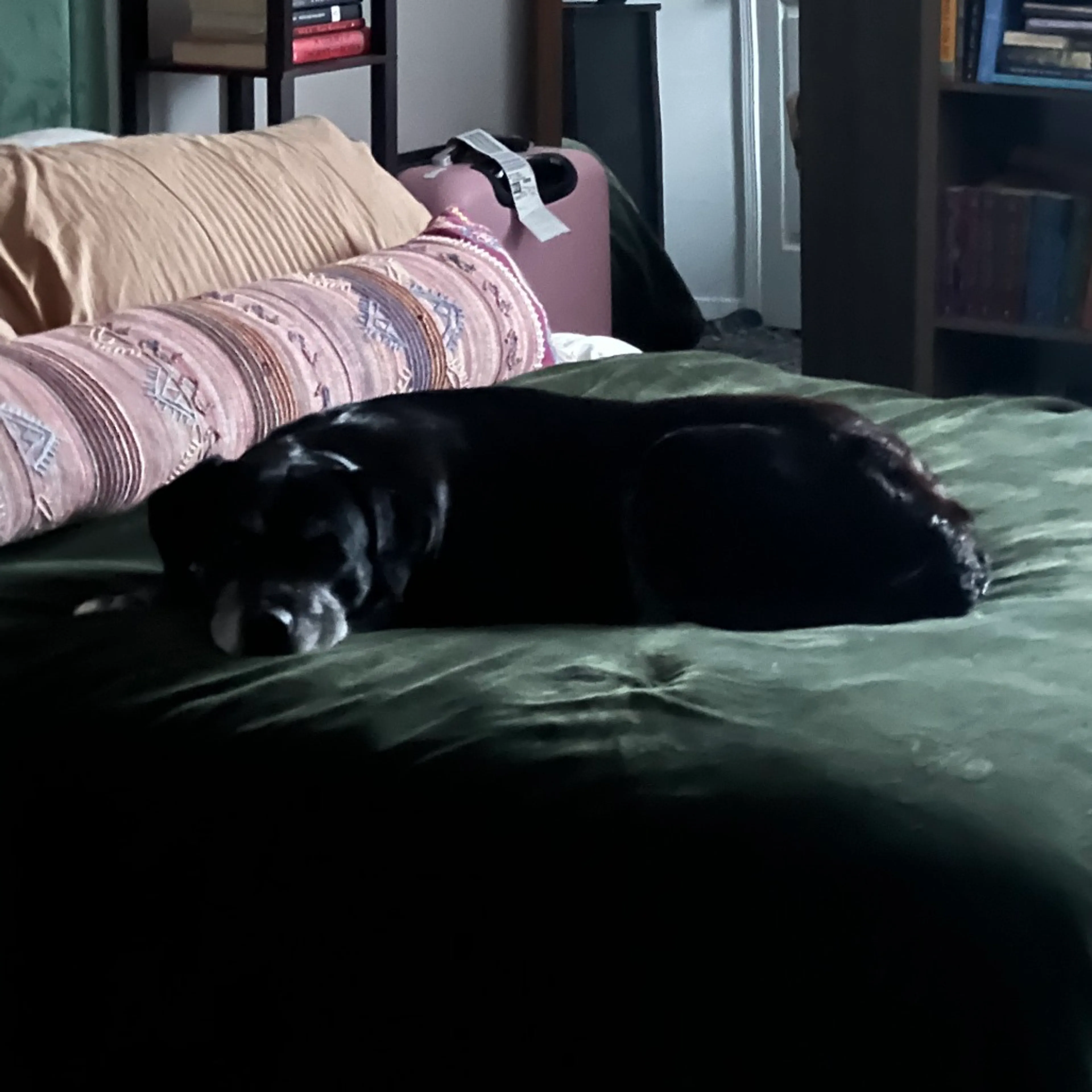 Found pet-7