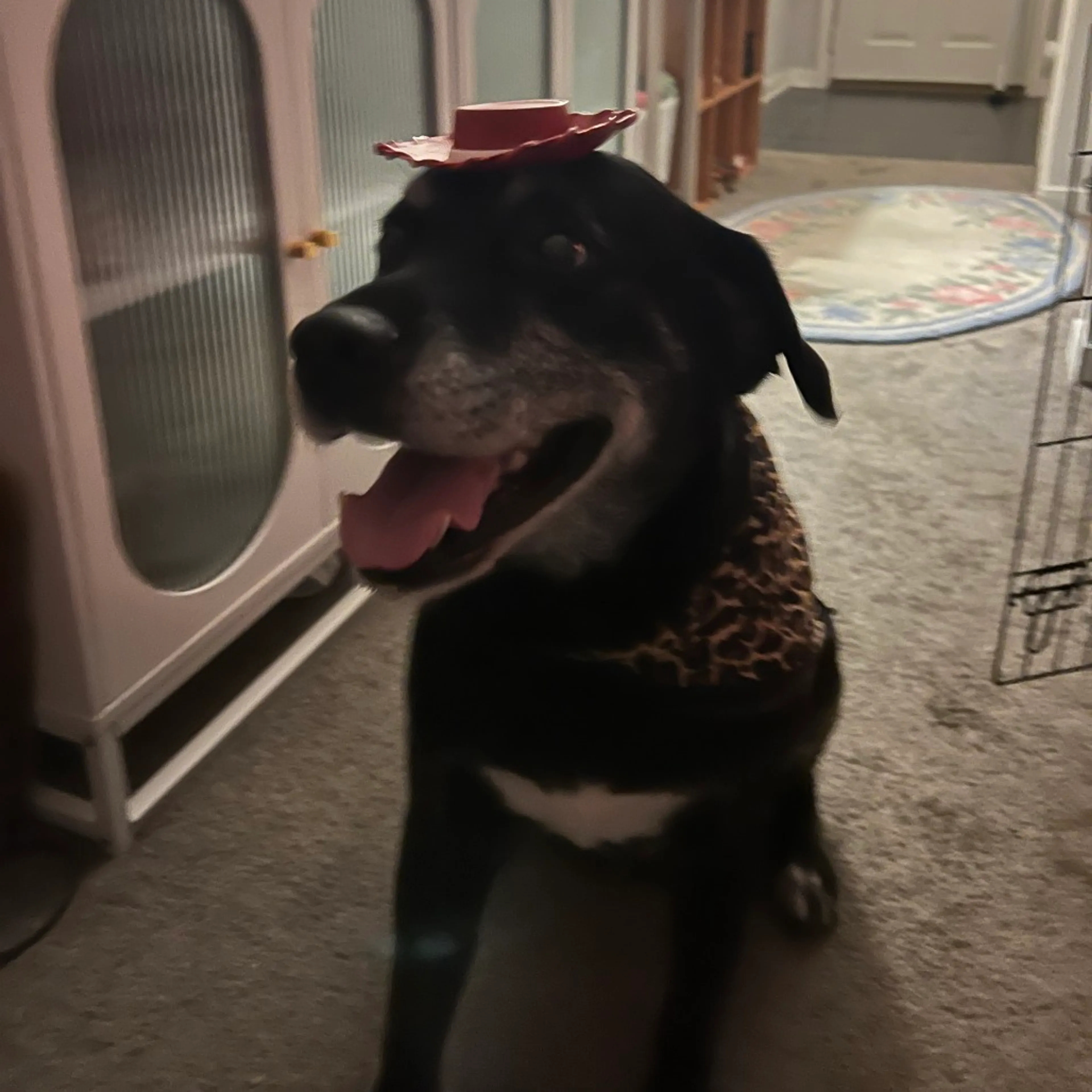 Found pet-8