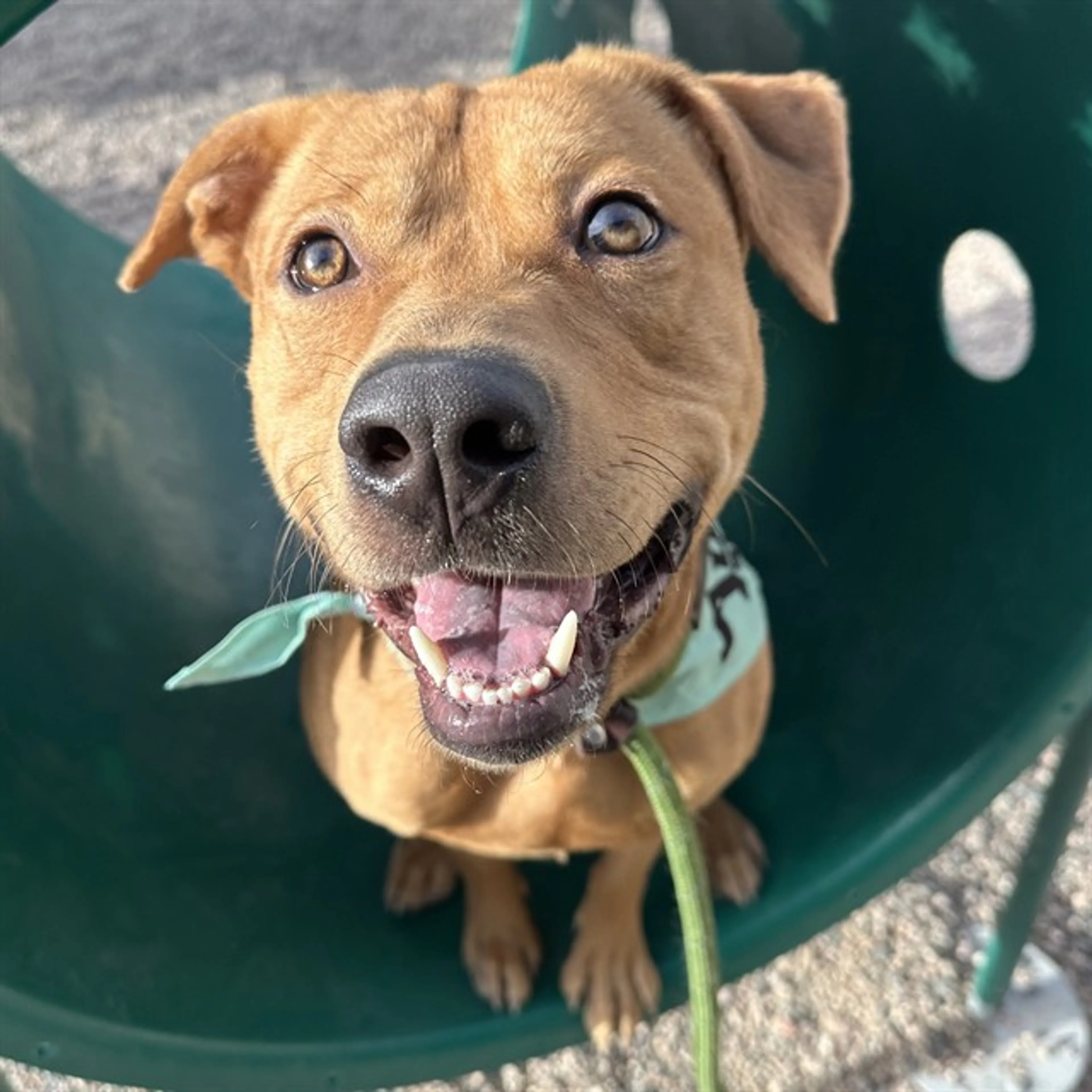Found pet