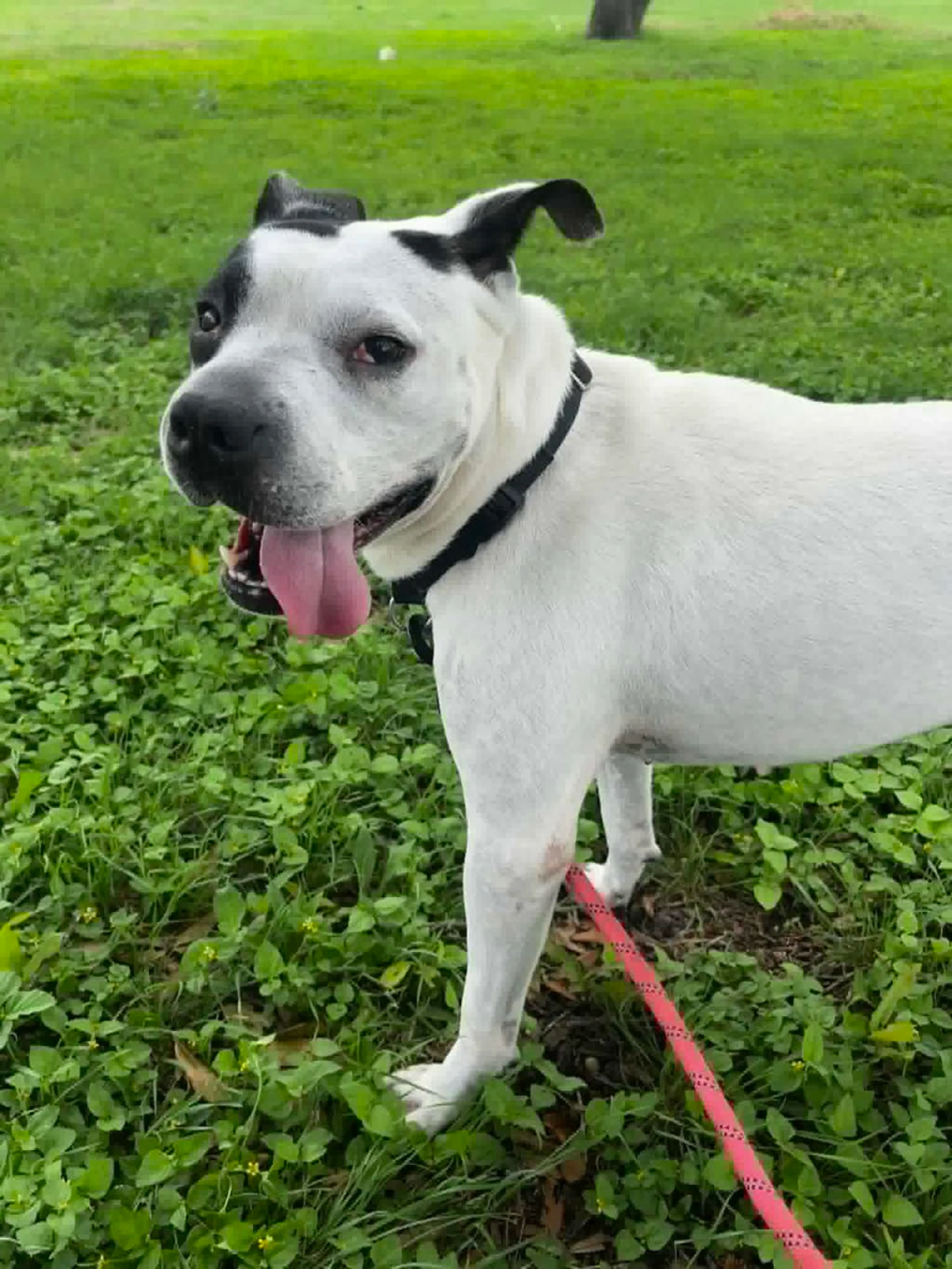 Found pet-1