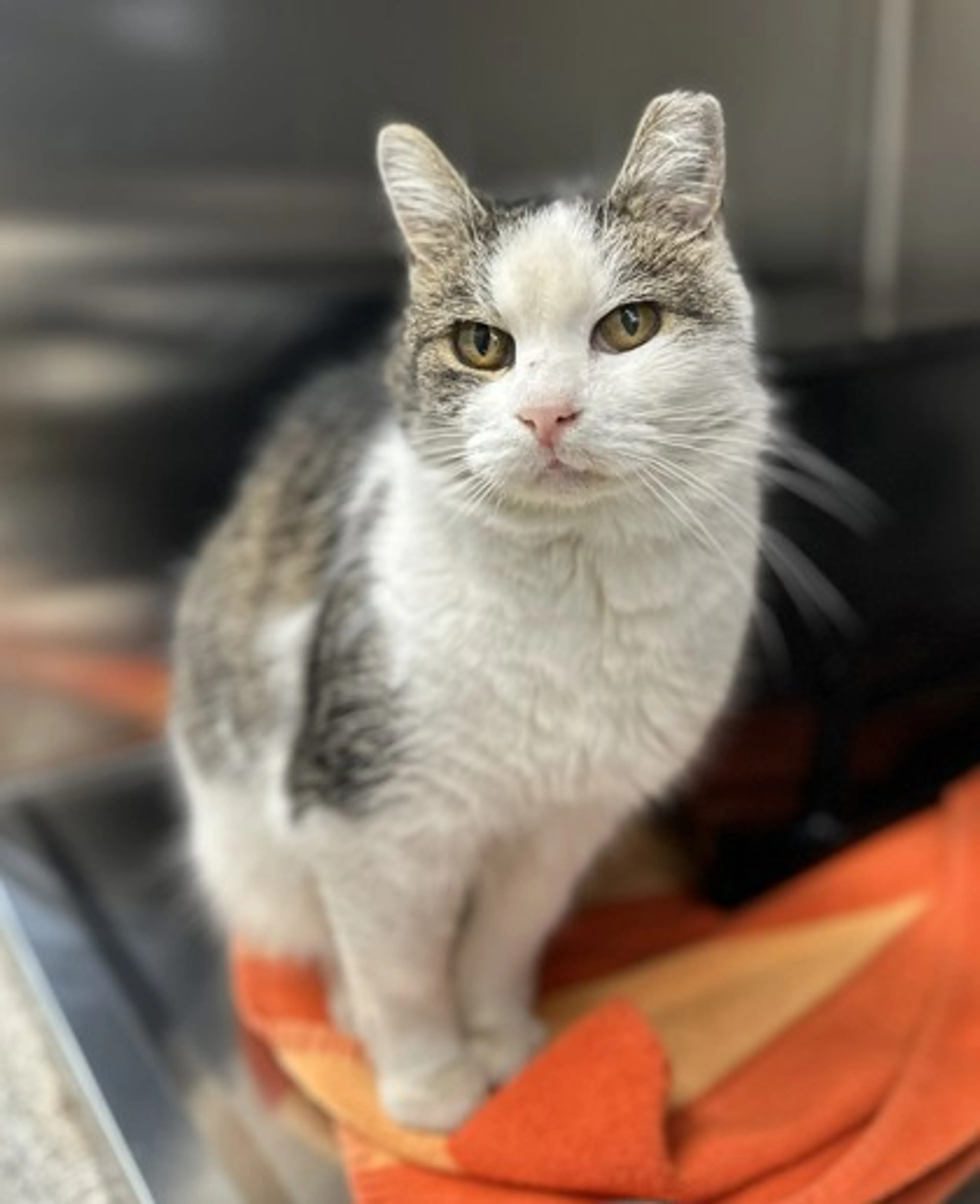Found pet-1