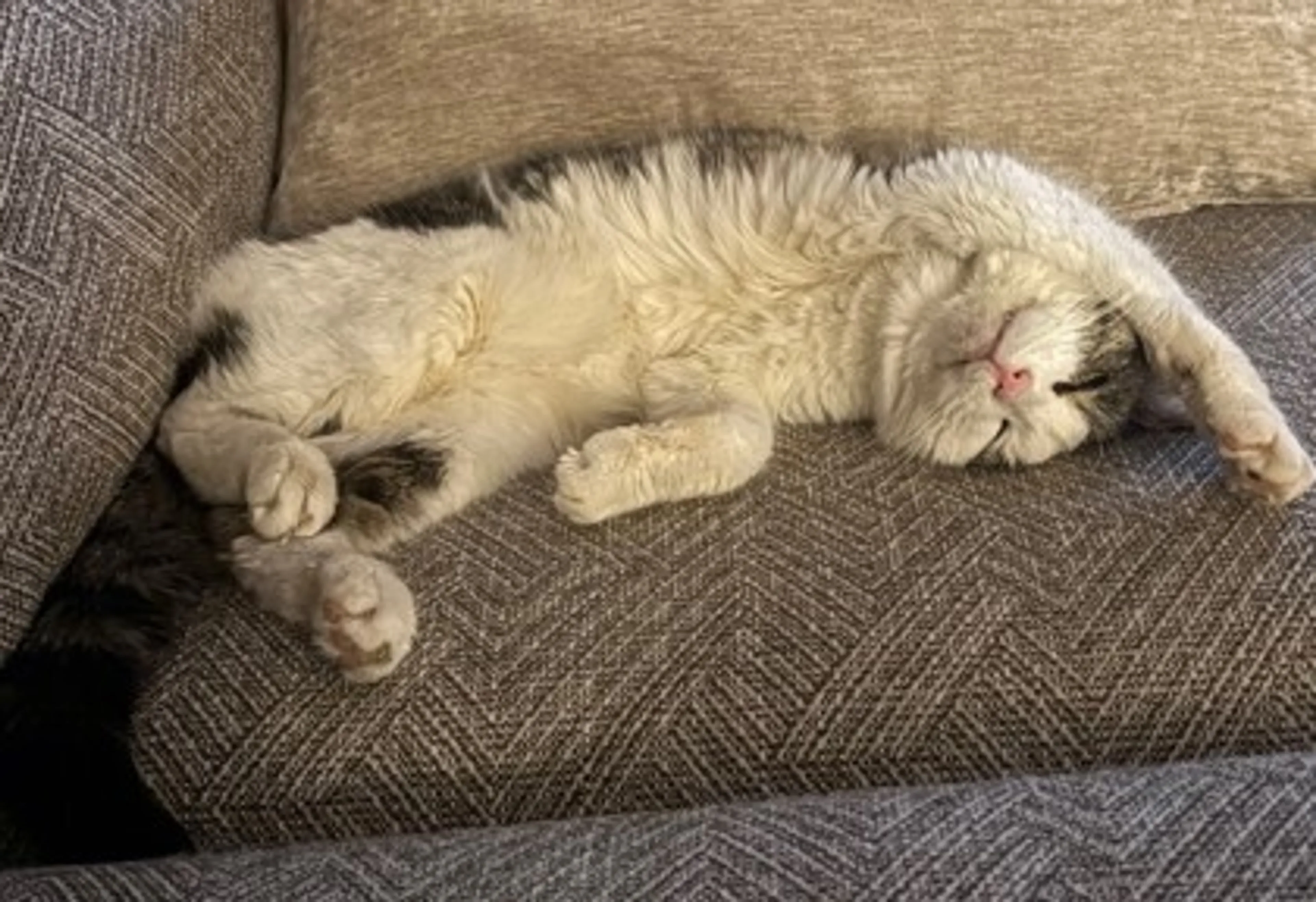 Found pet-2
