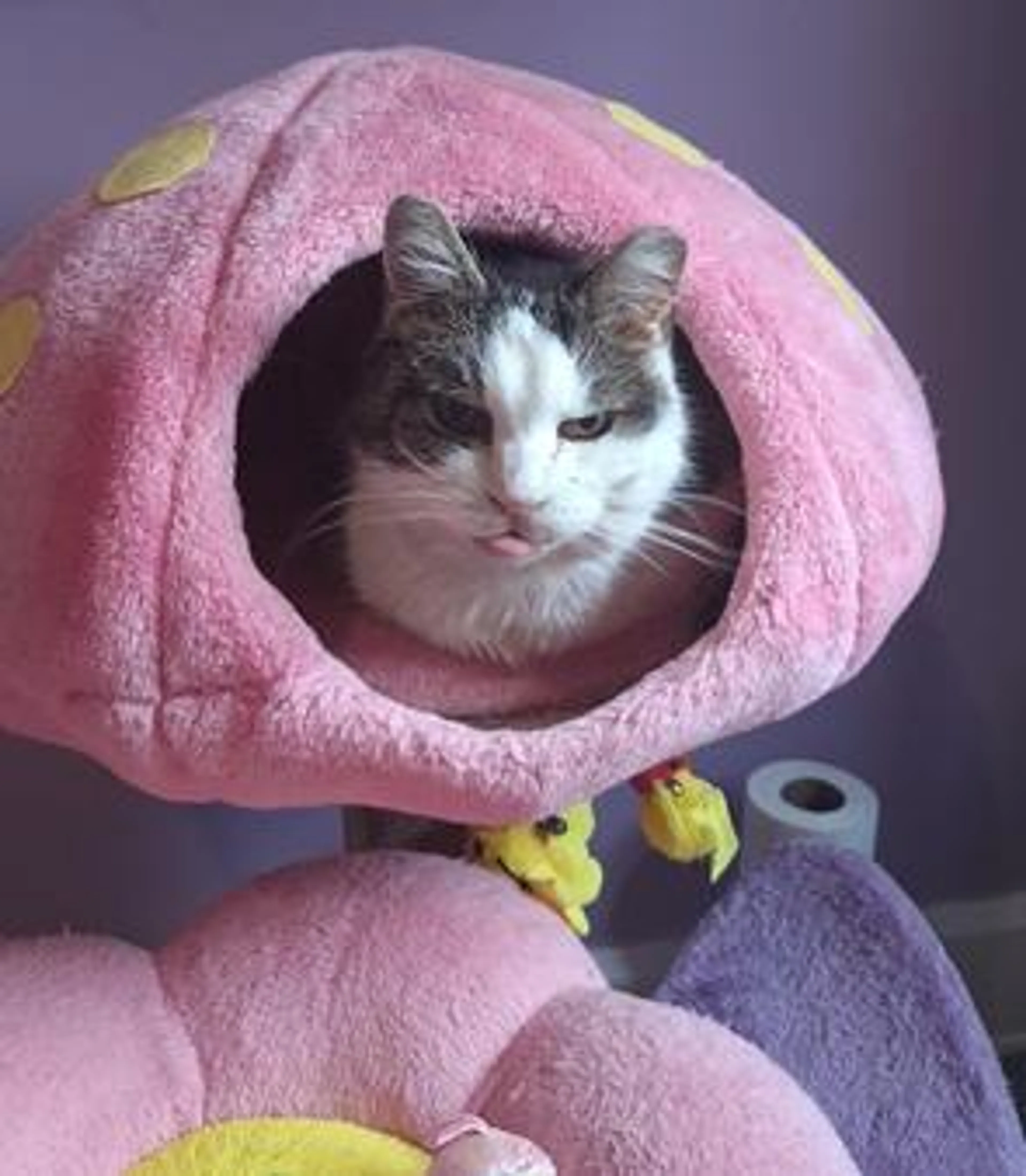 Found pet-0