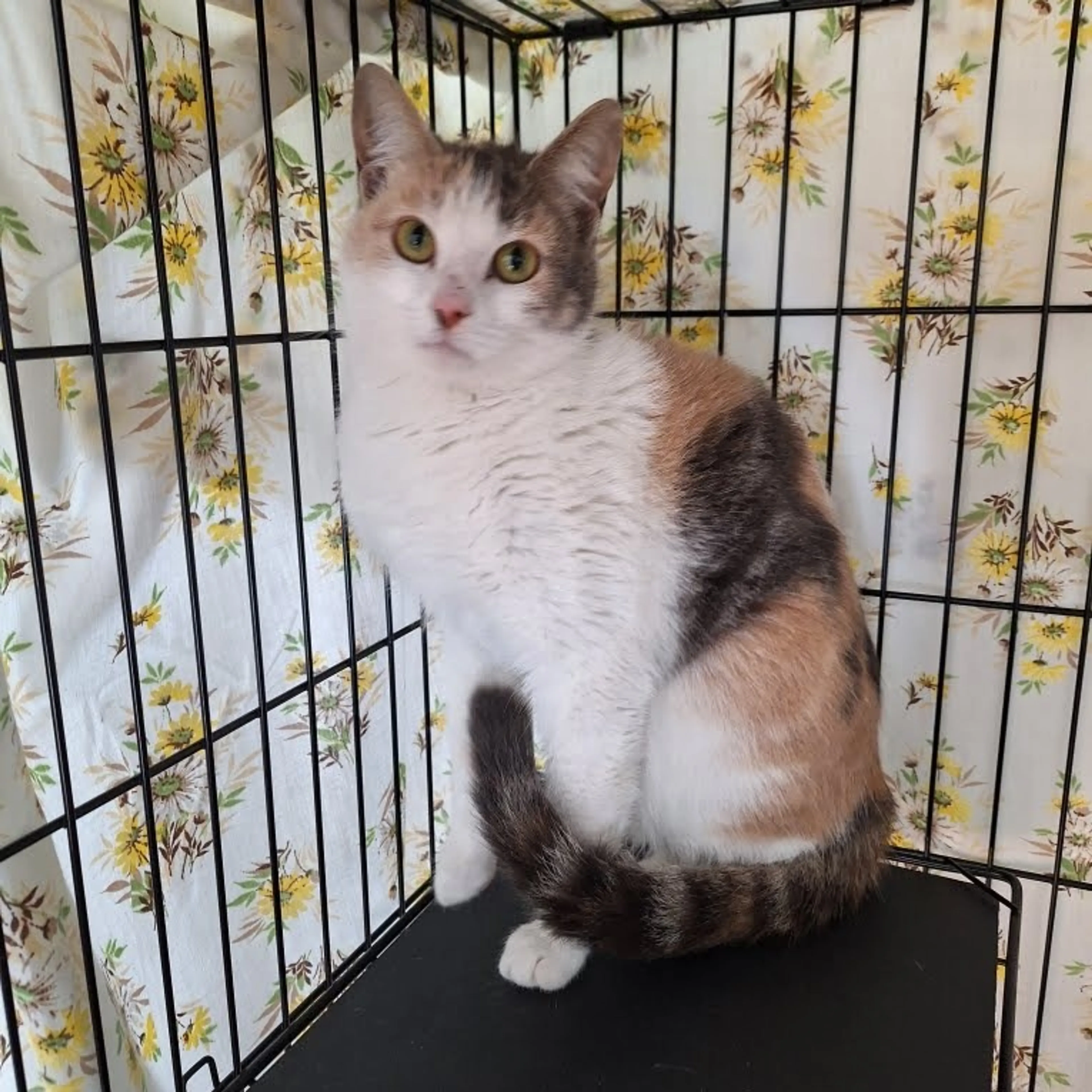Found pet-0