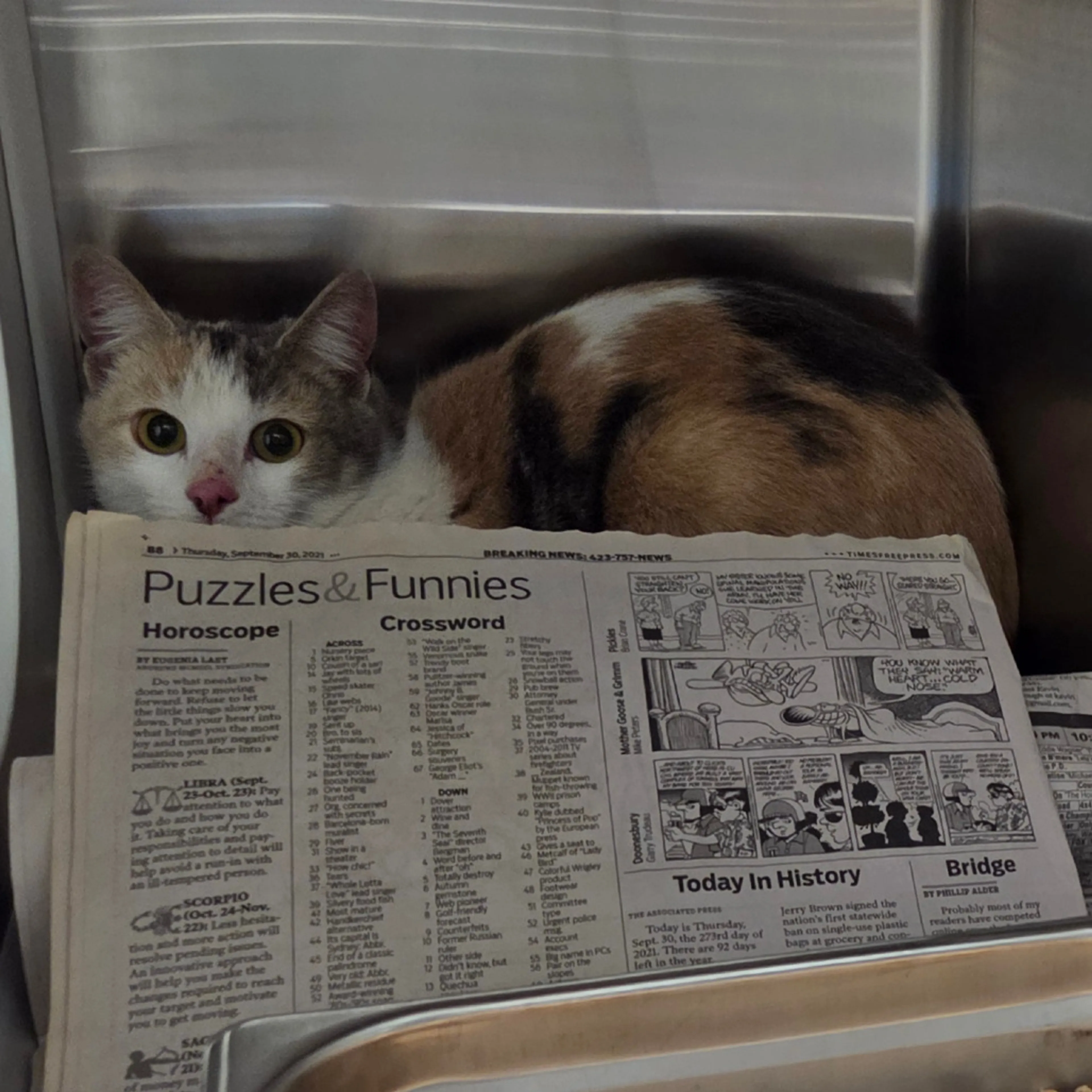 Found pet-1