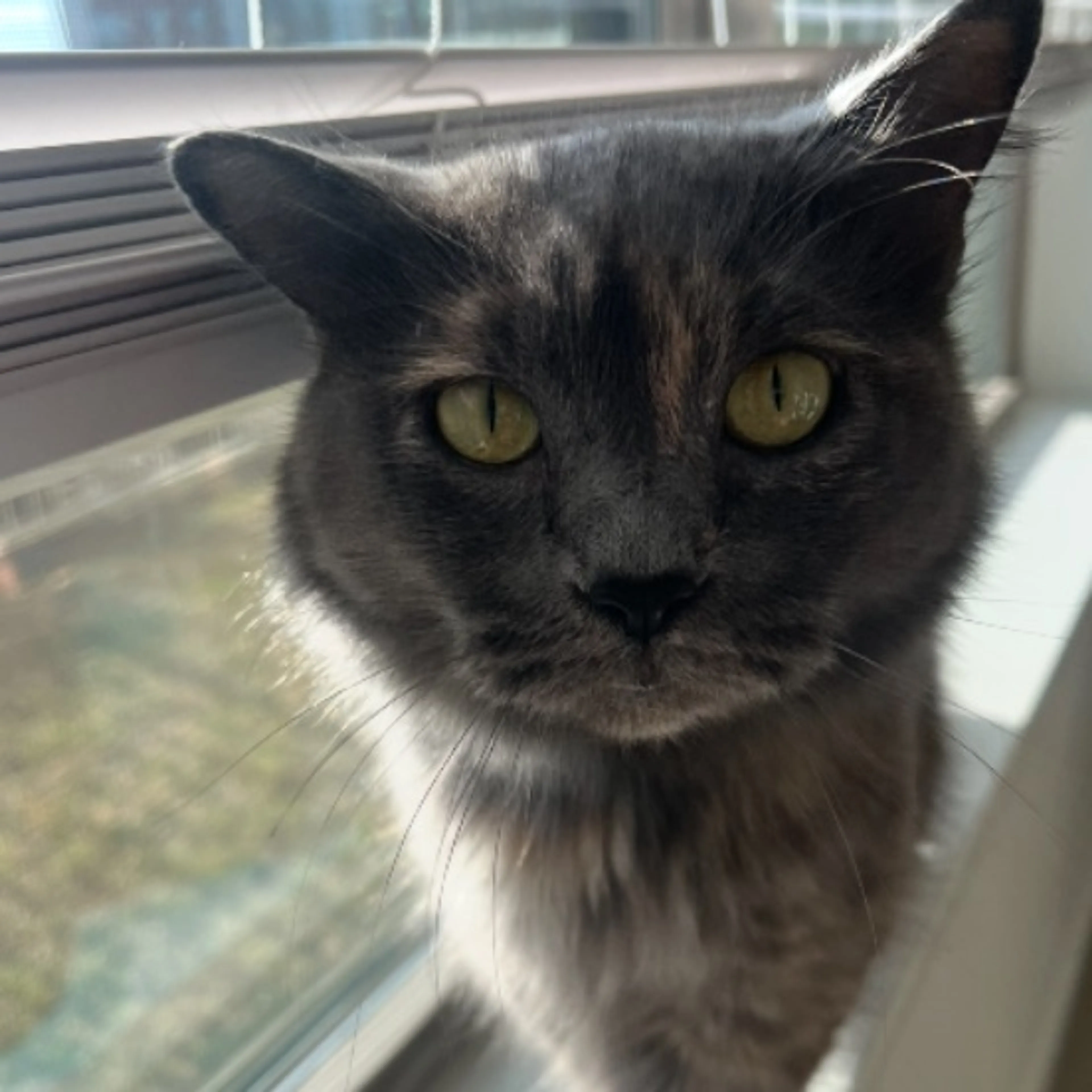 Lost pet