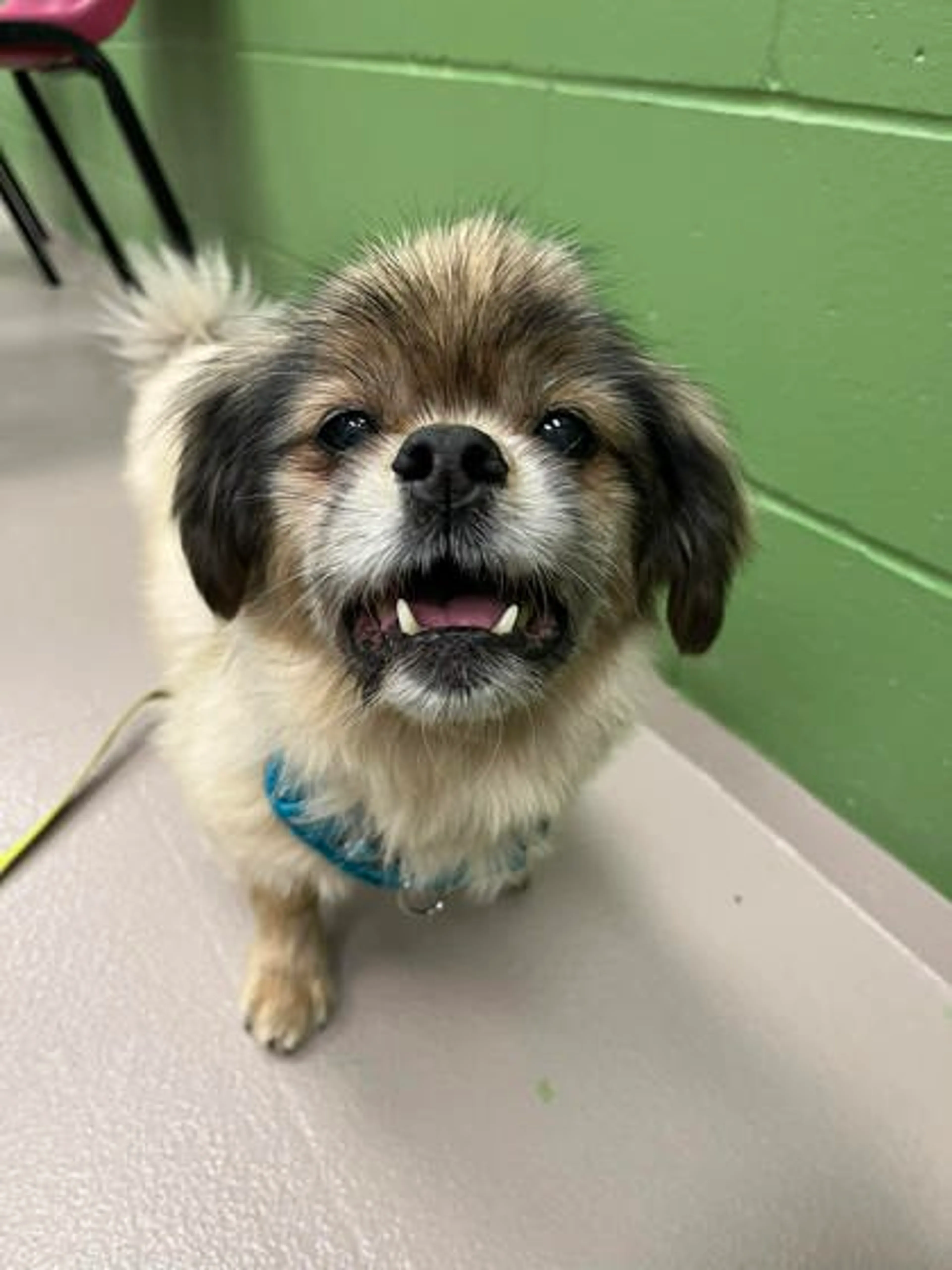 Found pet-2
