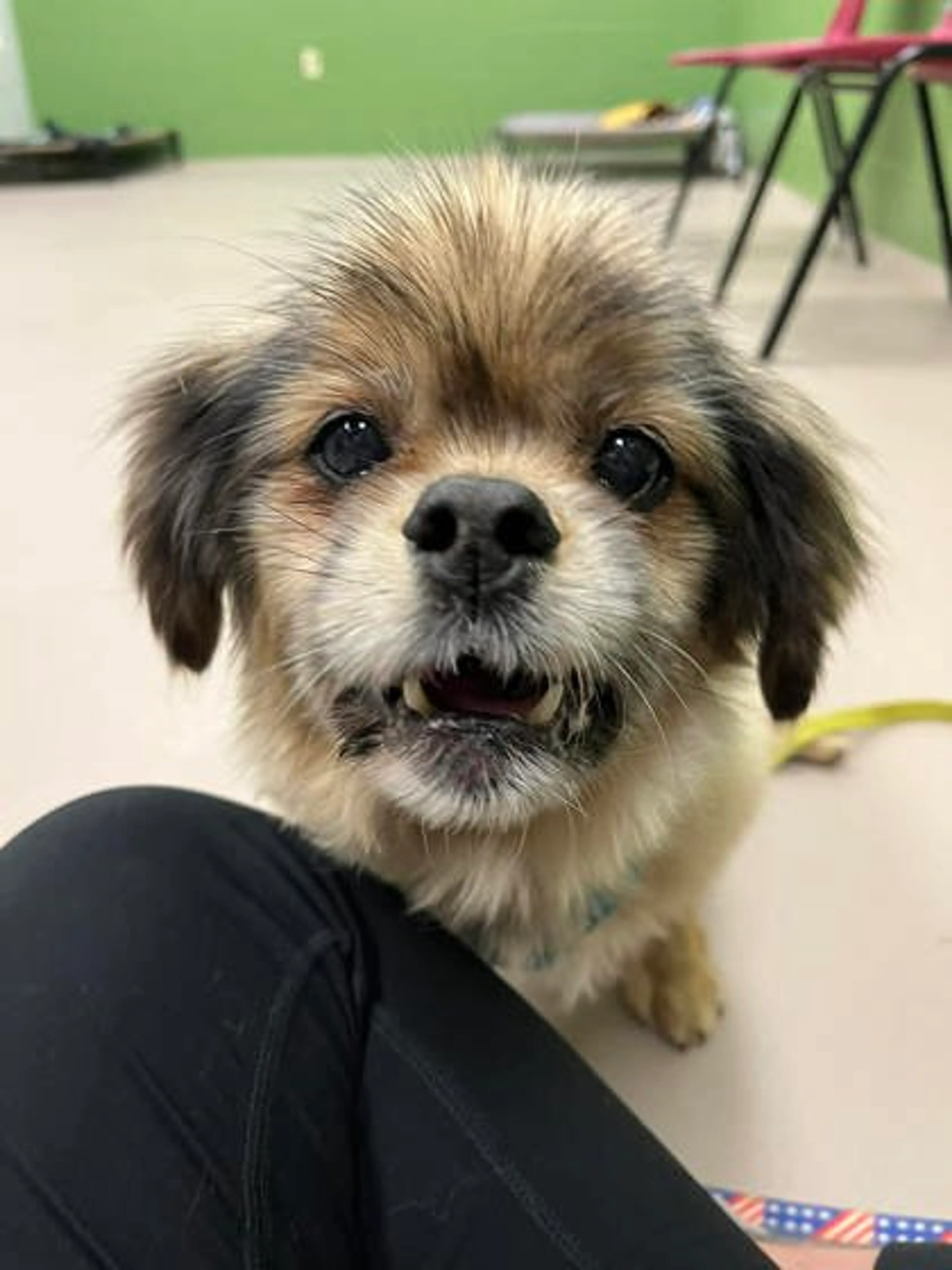 Found pet-1