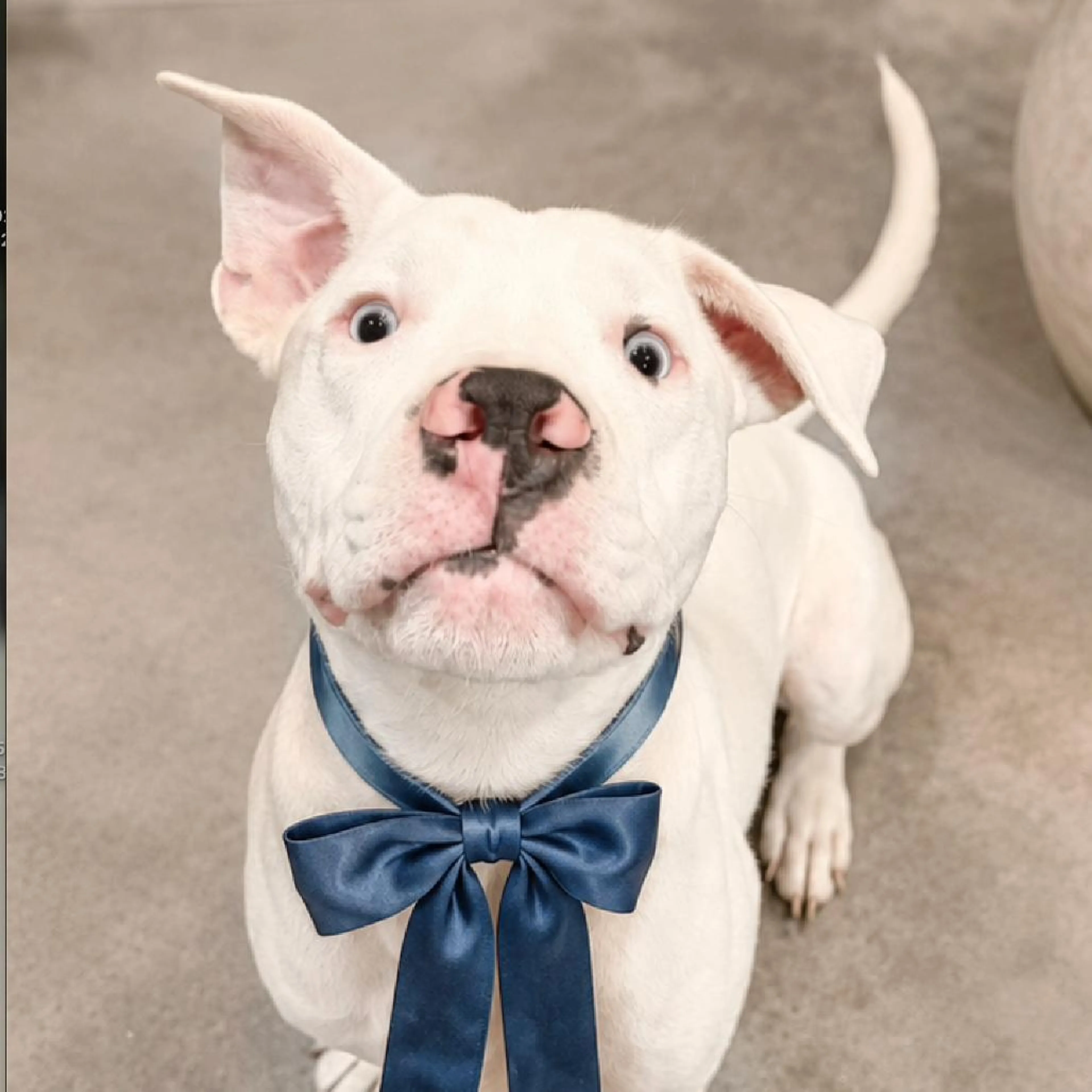 cdn image