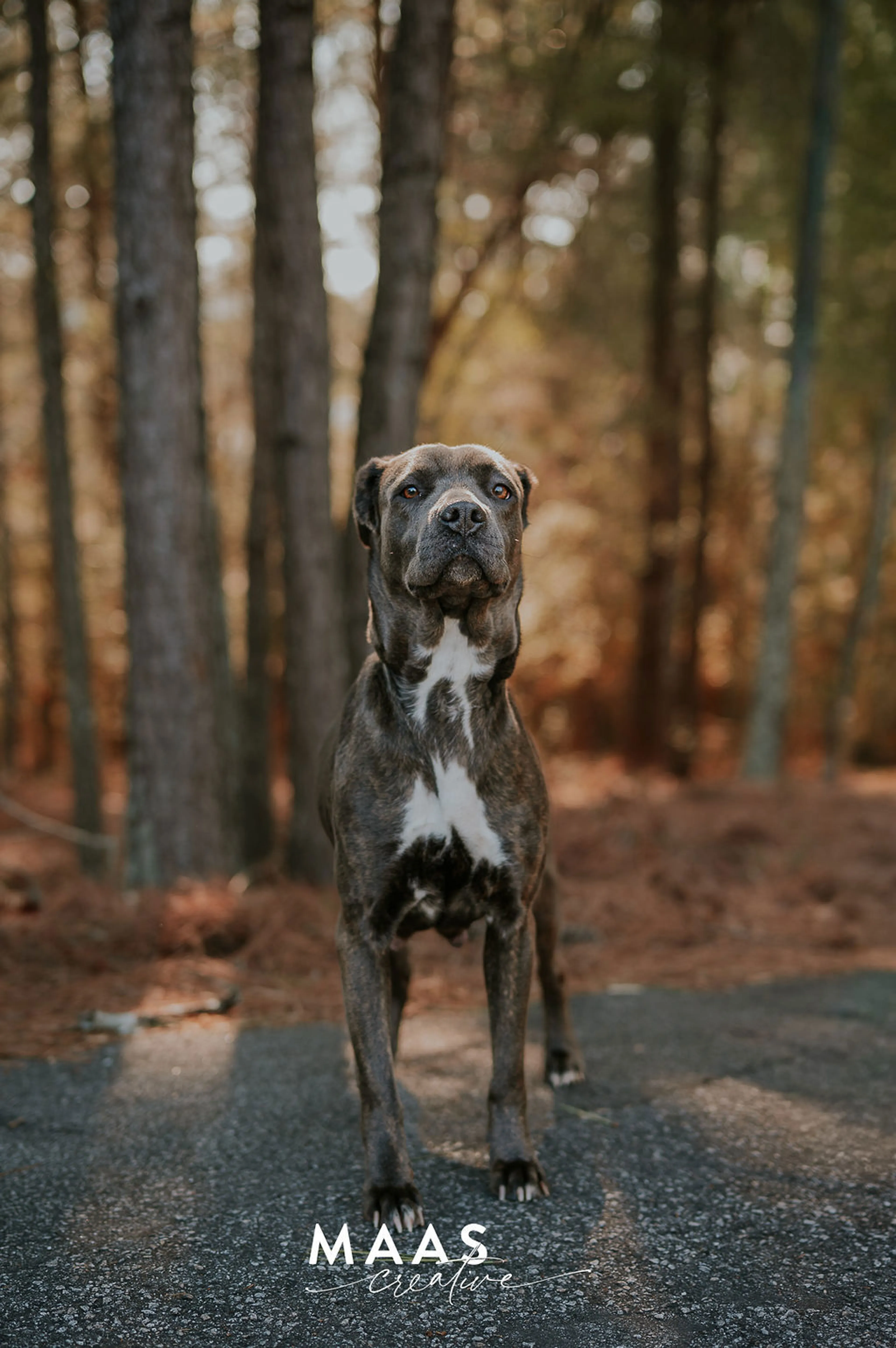 Found pet-3