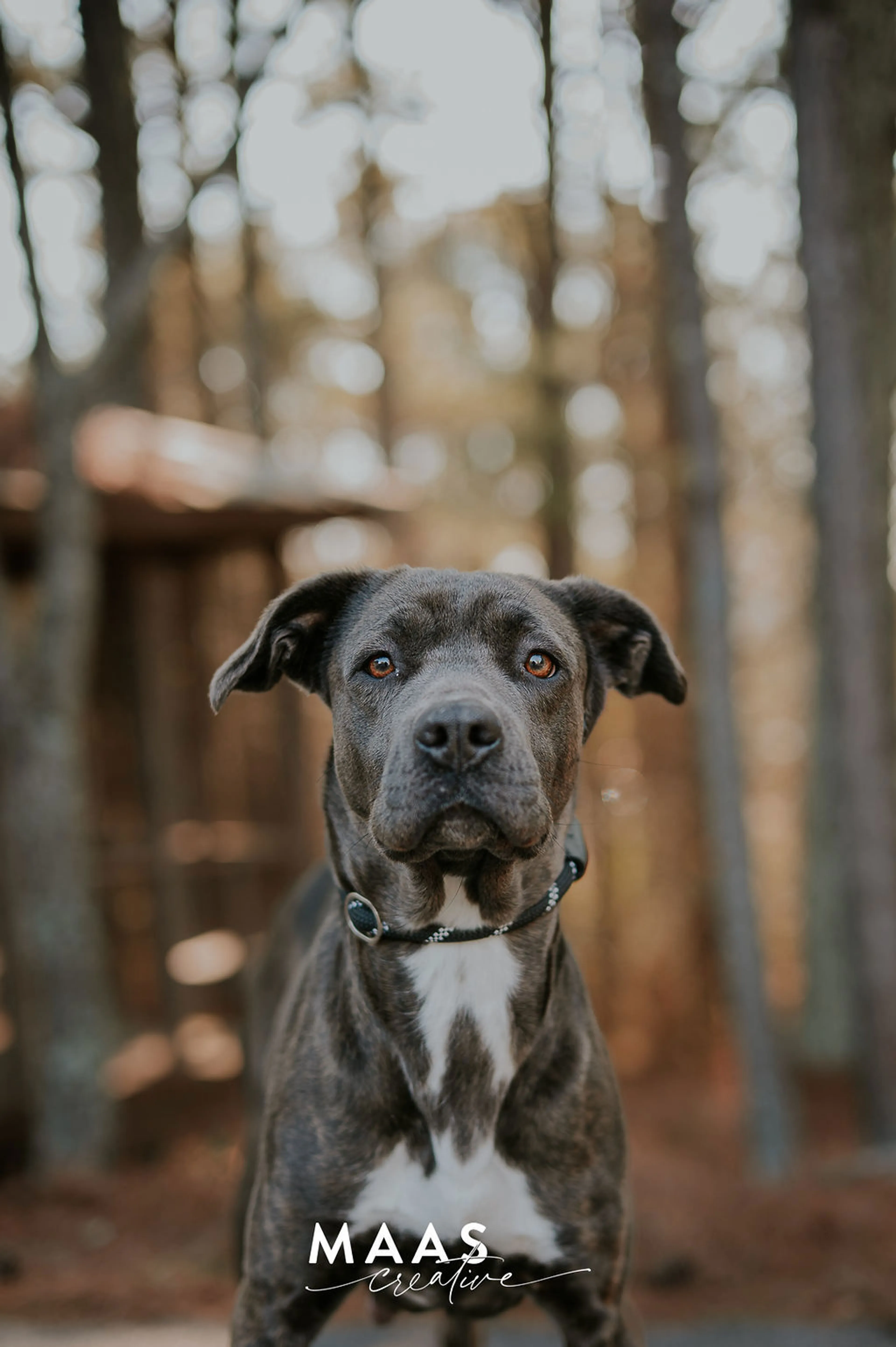 Found pet-4