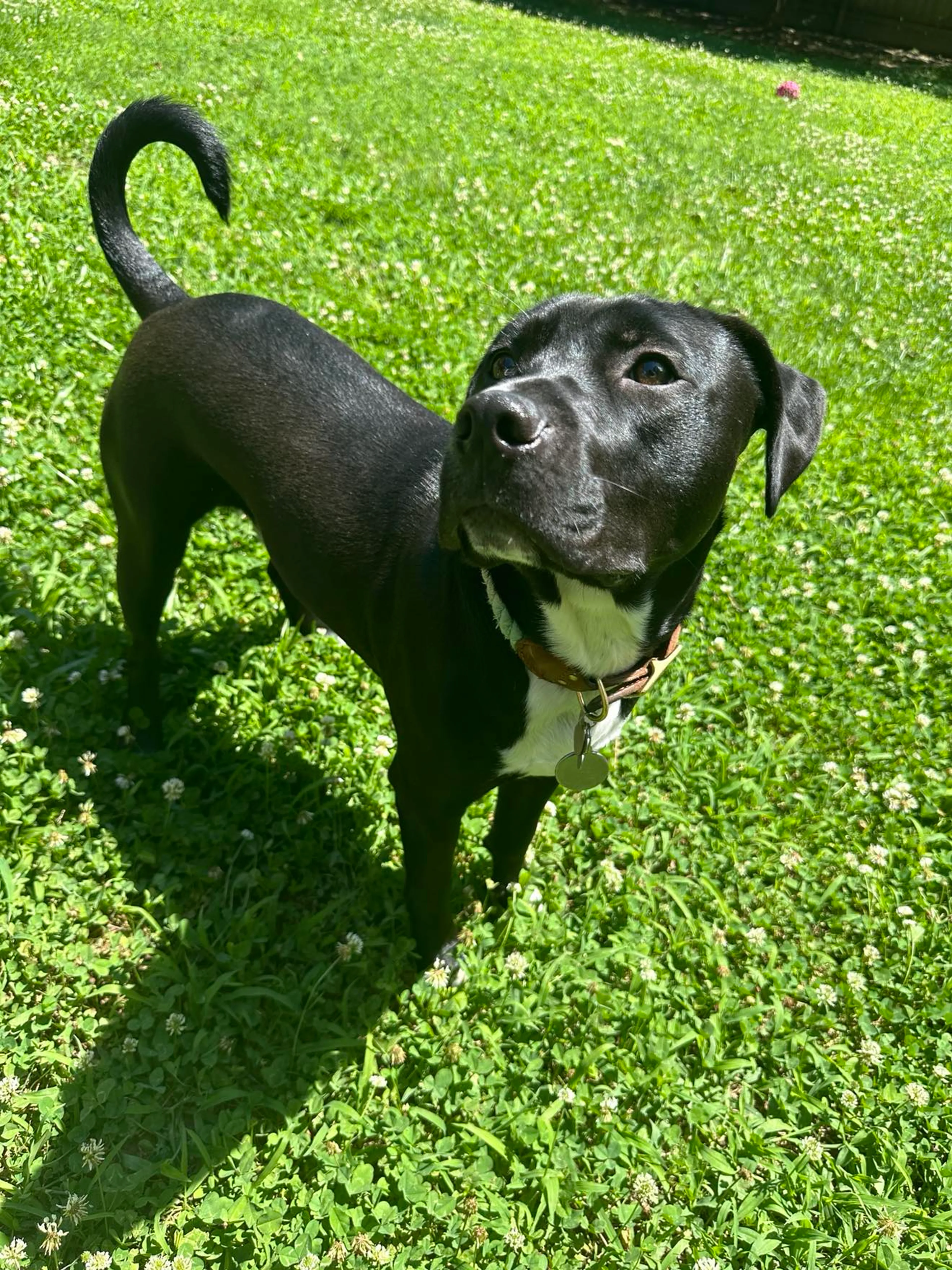 Found pet-4