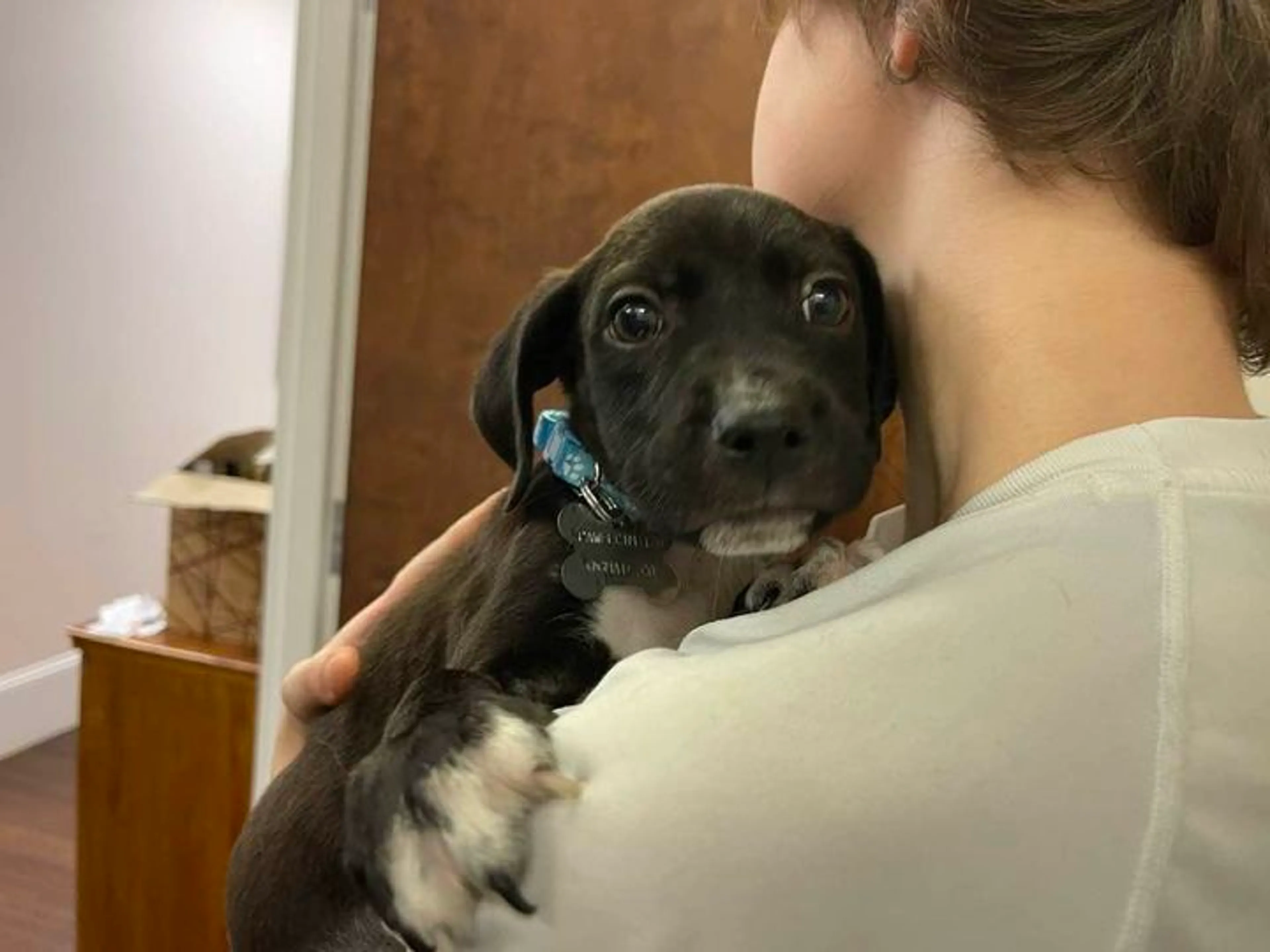 Found pet-7