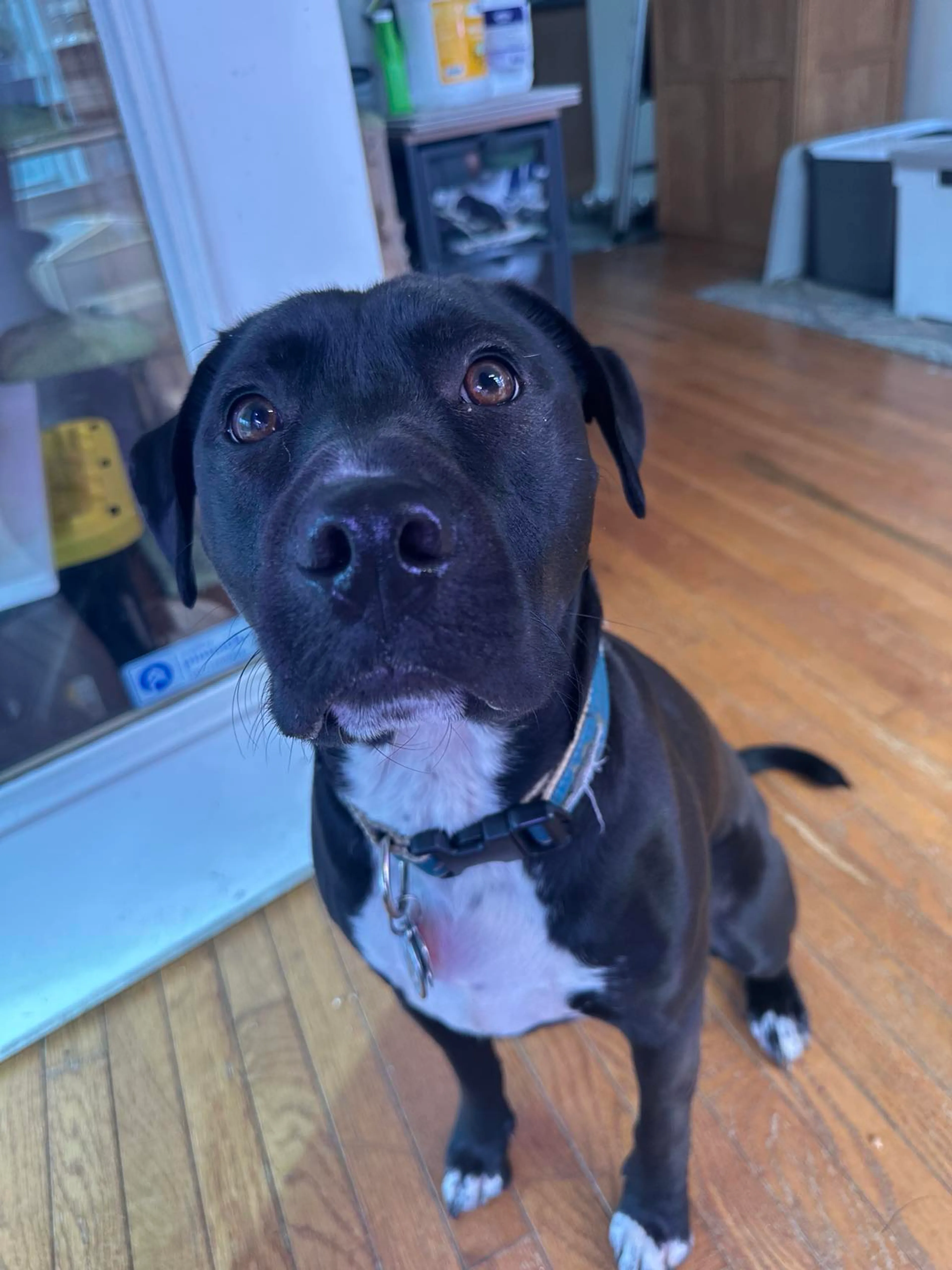 Found pet-3