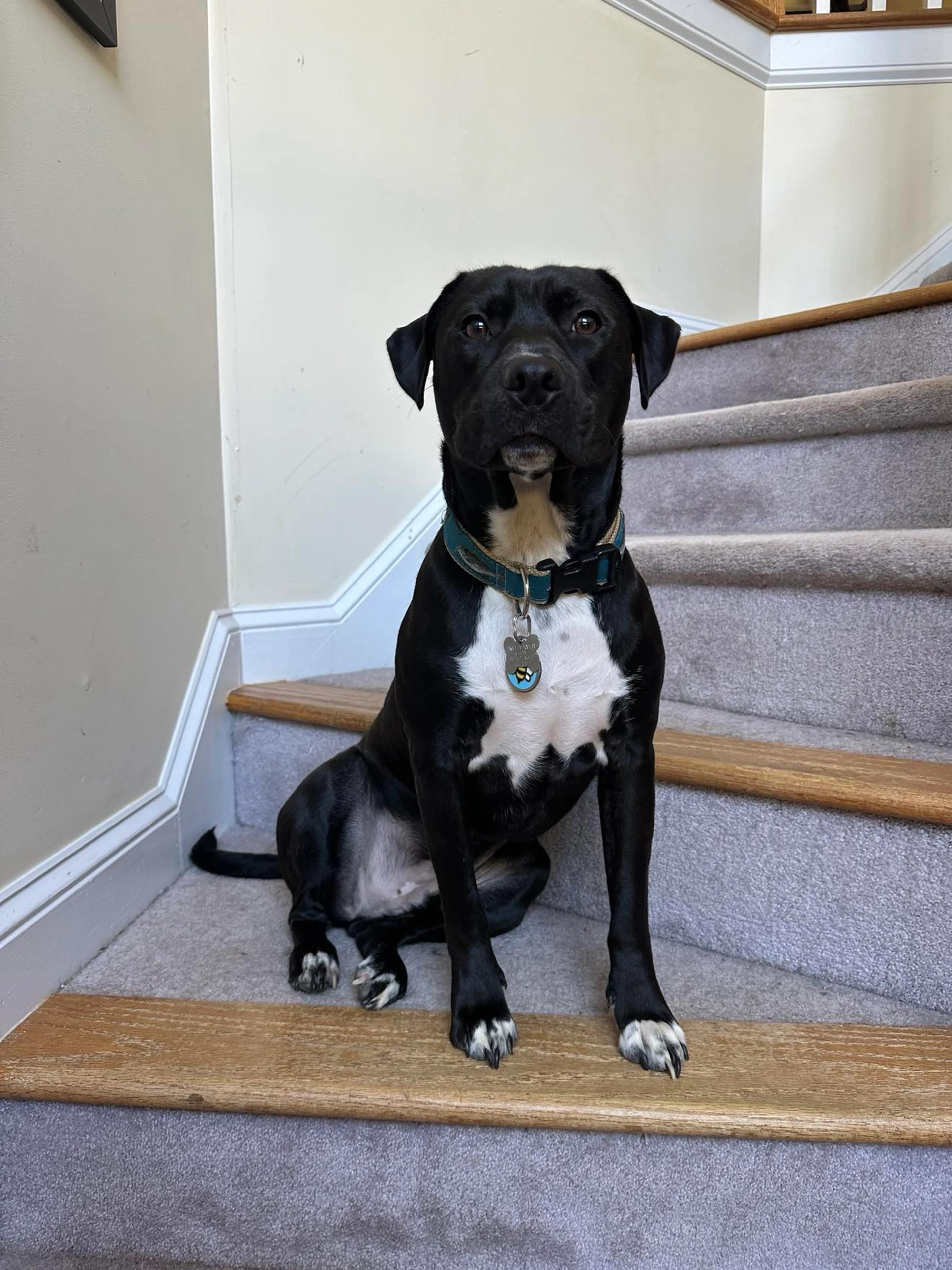 Found pet-2
