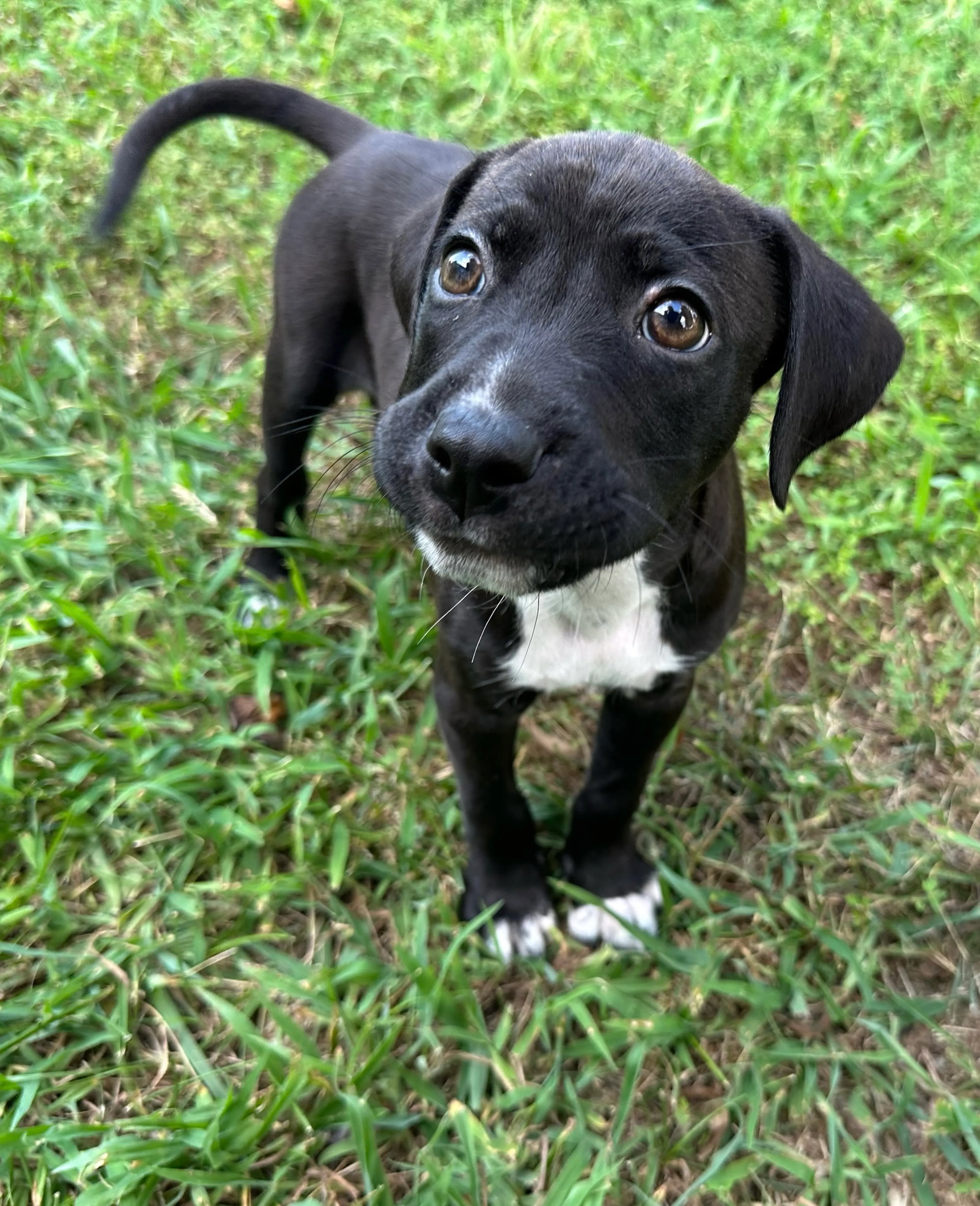 Found pet-5