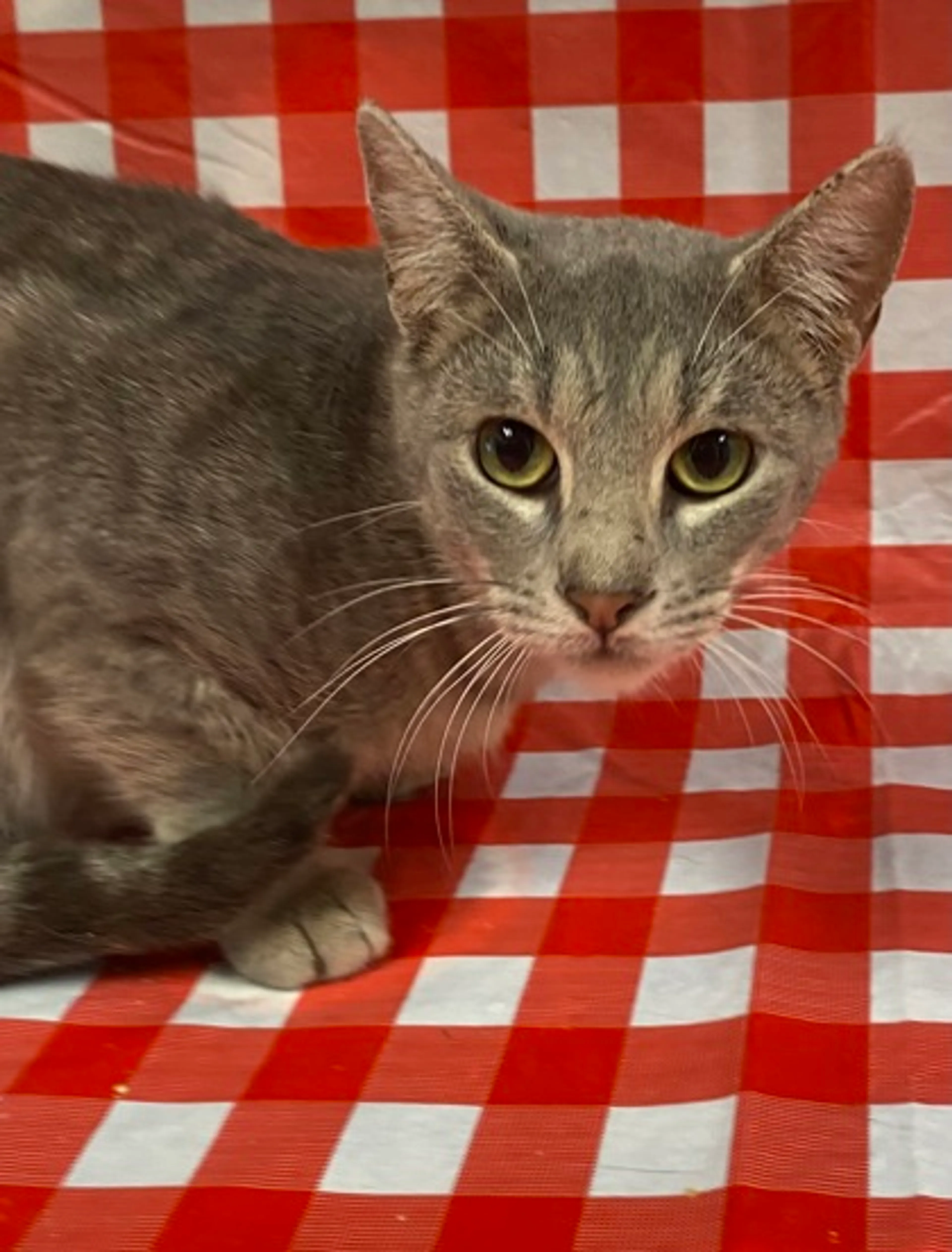 Found pet