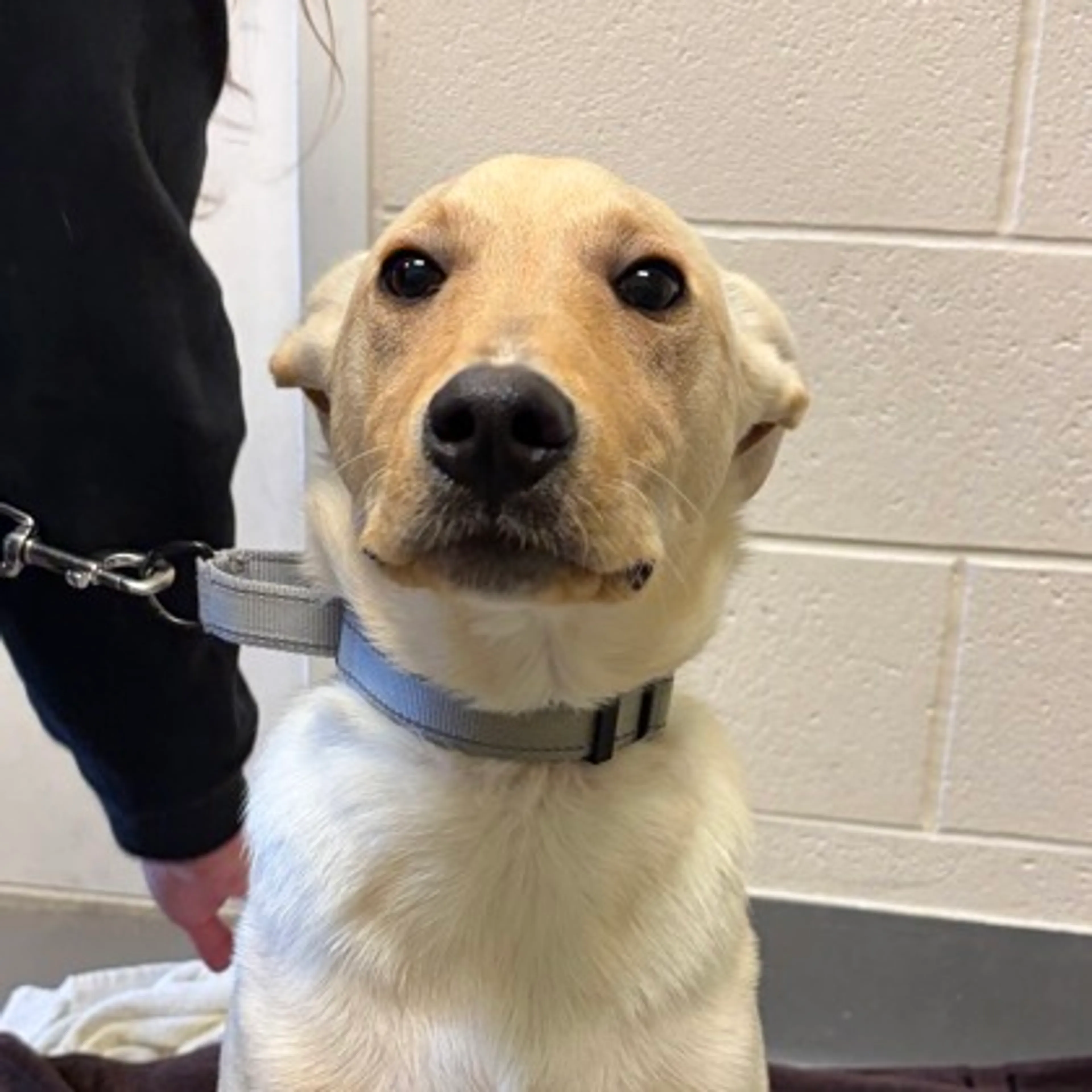 Found pet-1