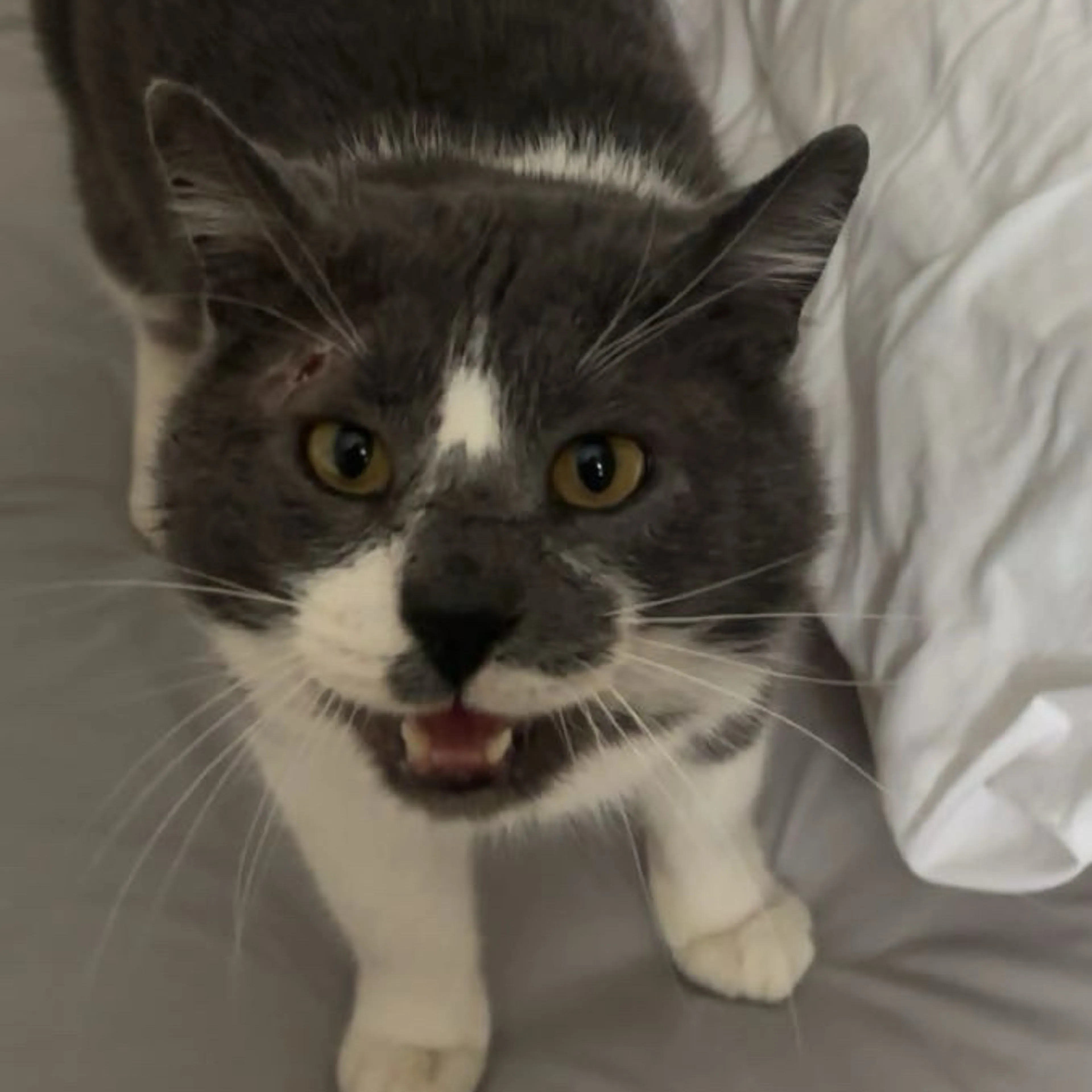Lost pet-2