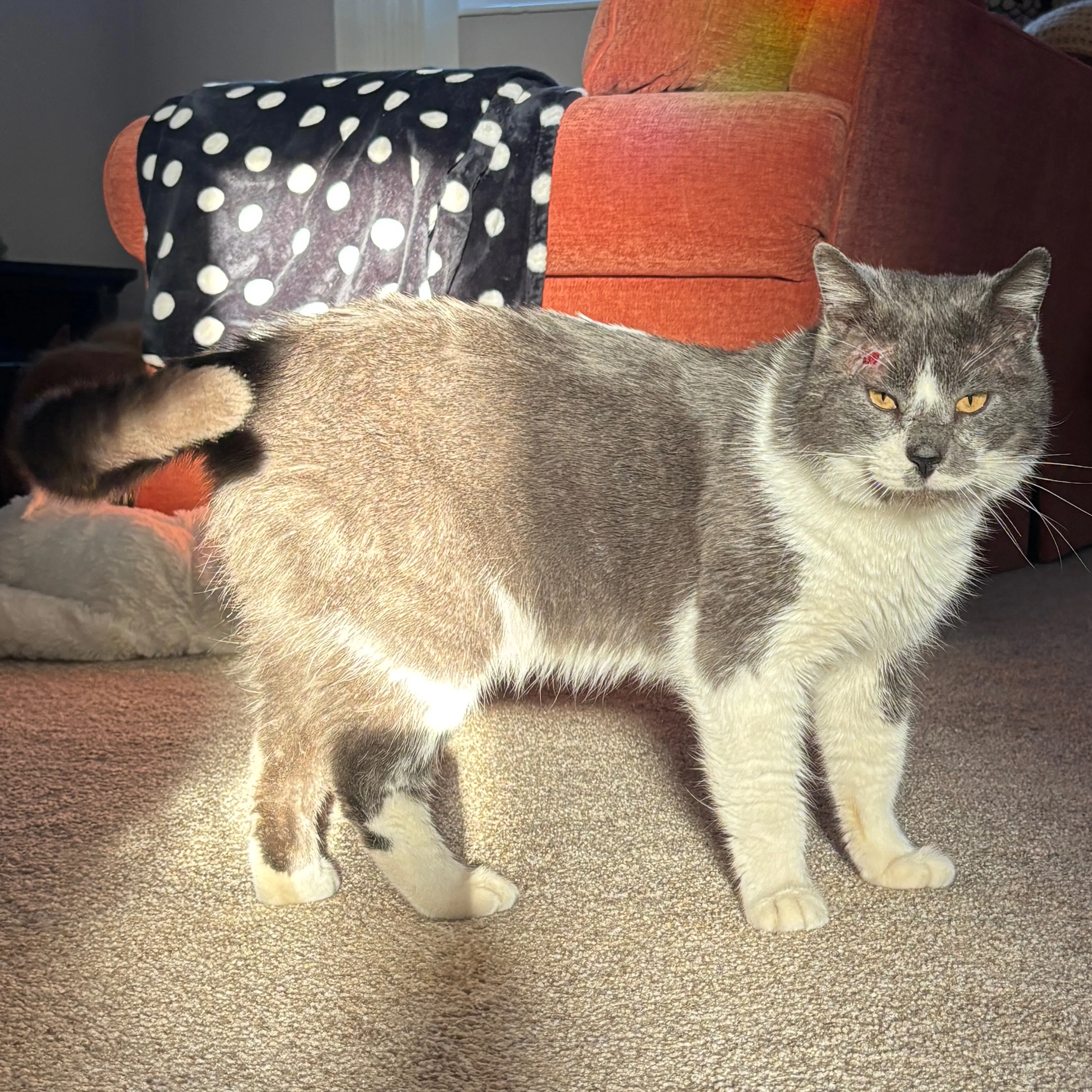 Lost pet-1