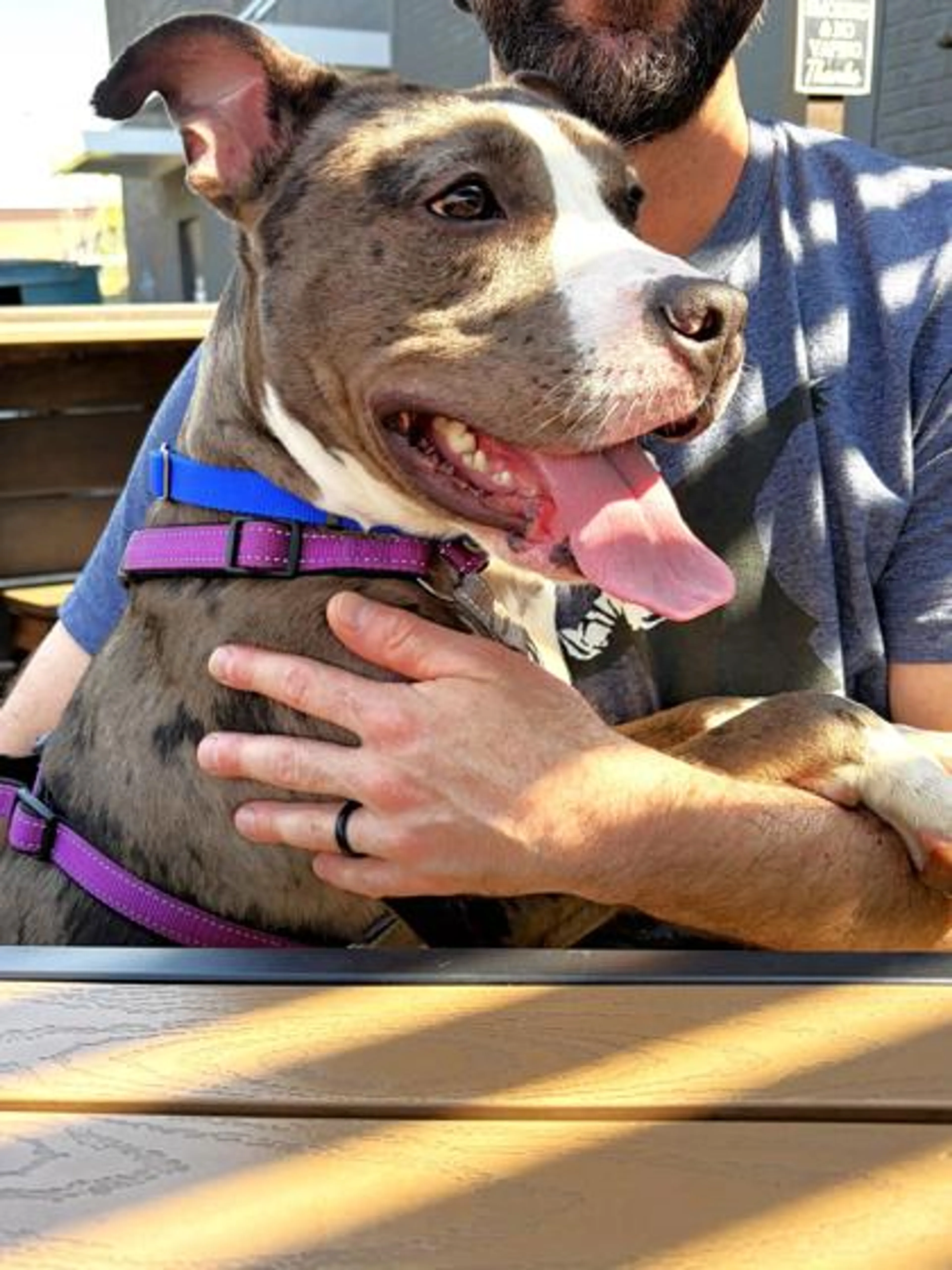 Found pet-1