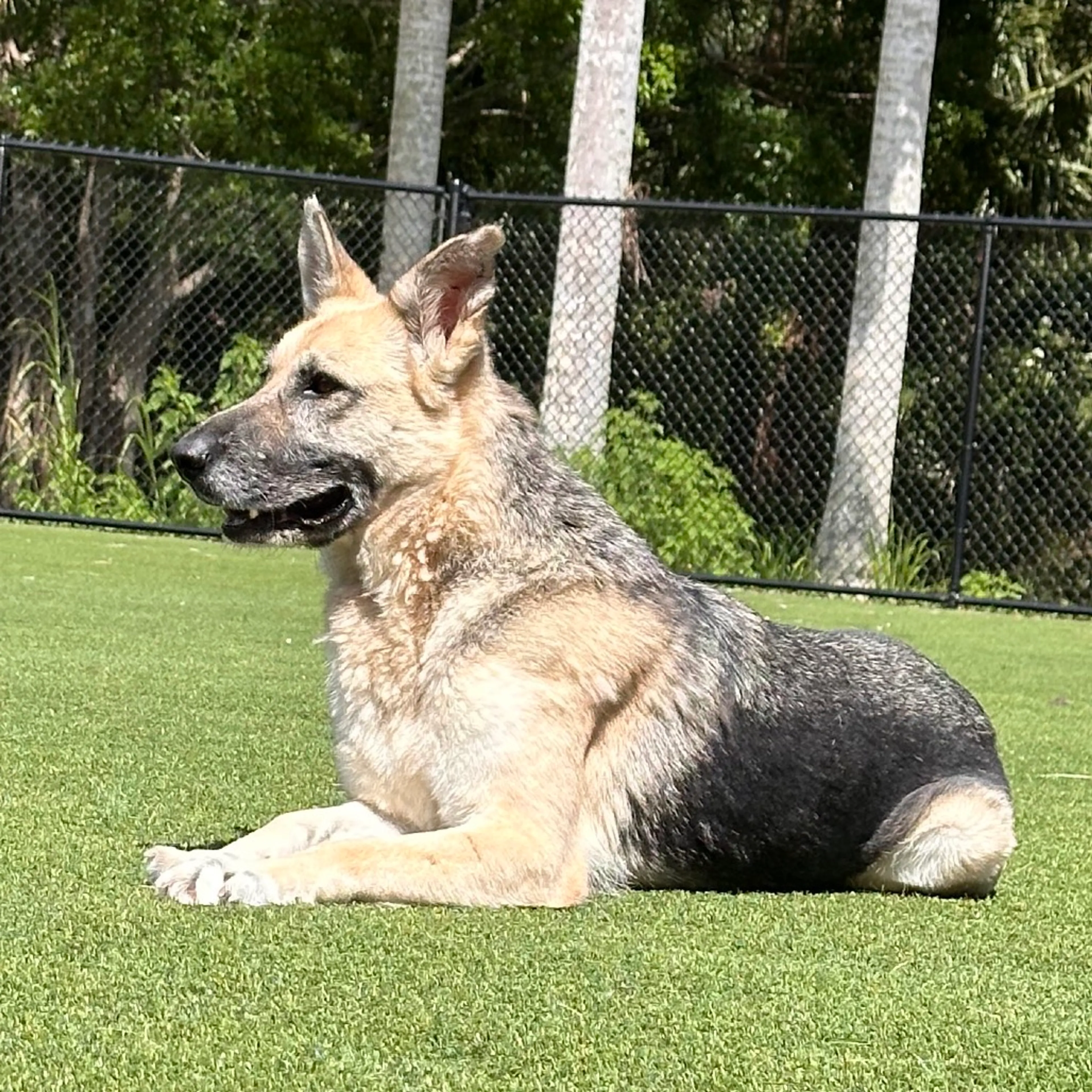 Found pet-6