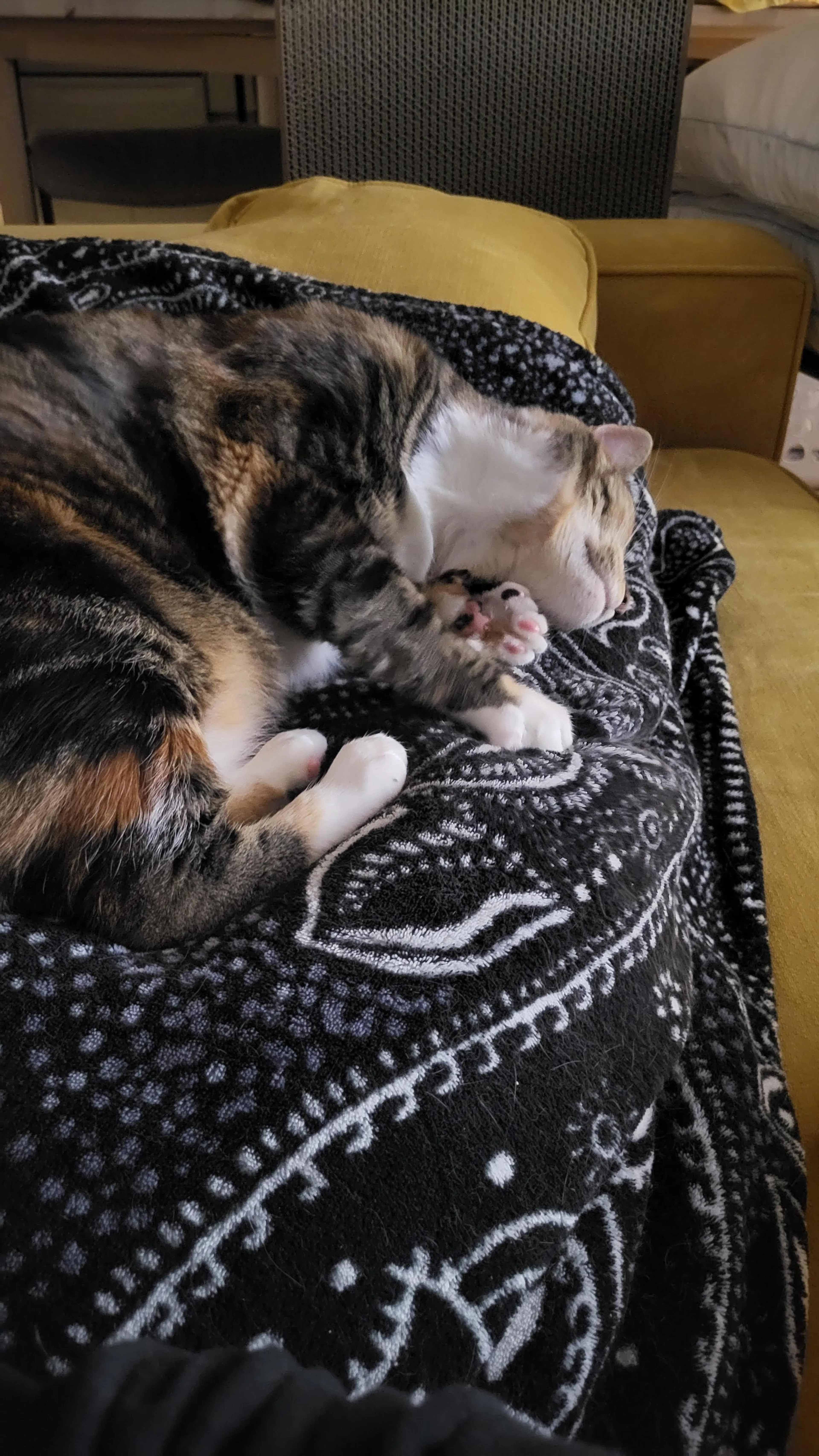 Found pet-5