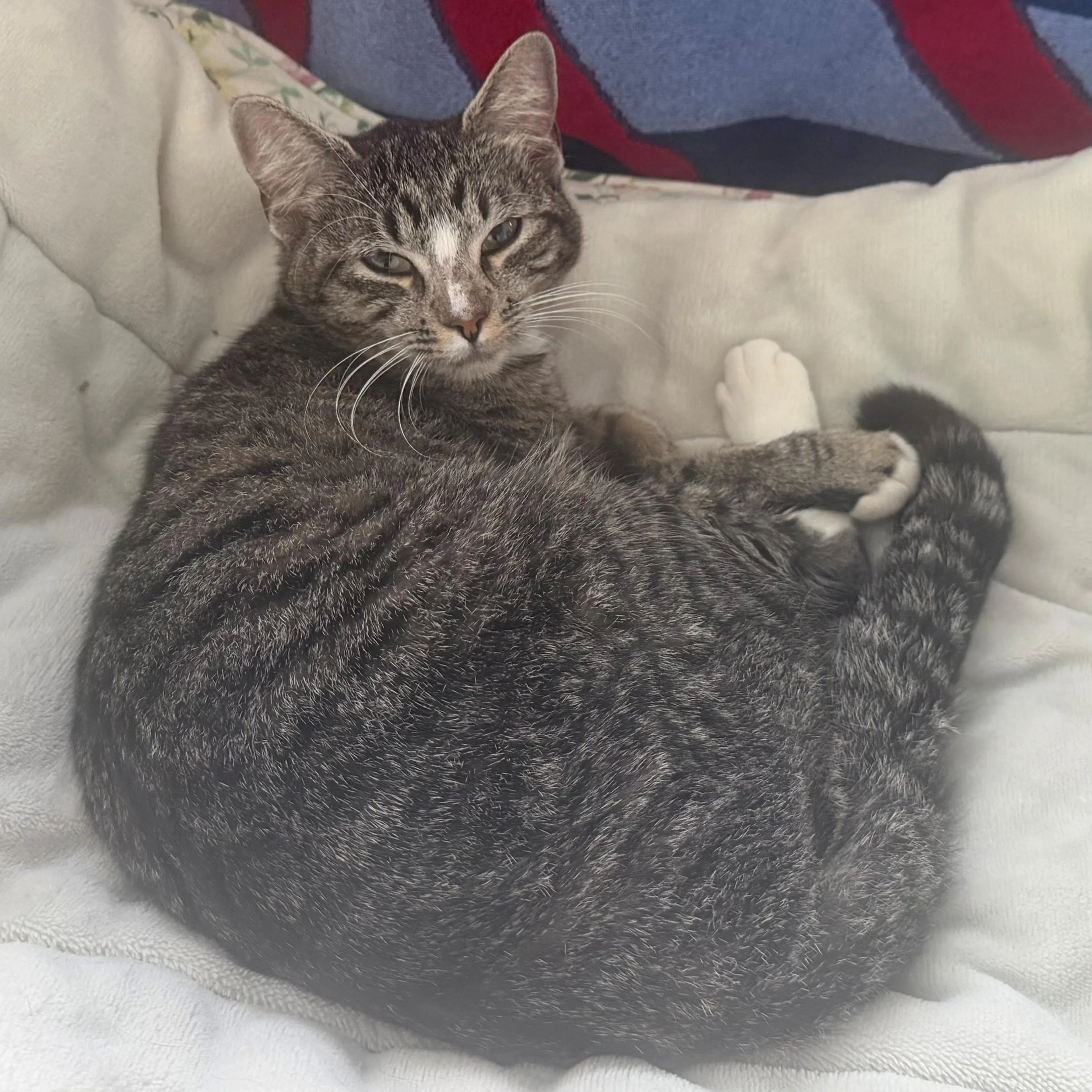 Found pet-2